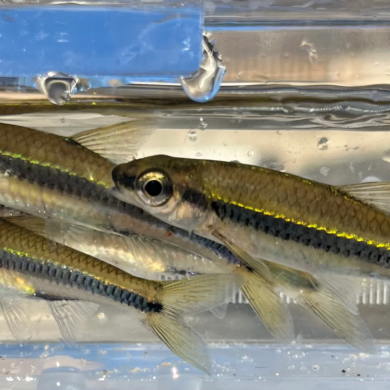 The most recent Coastal shiner catches on Fishbrain