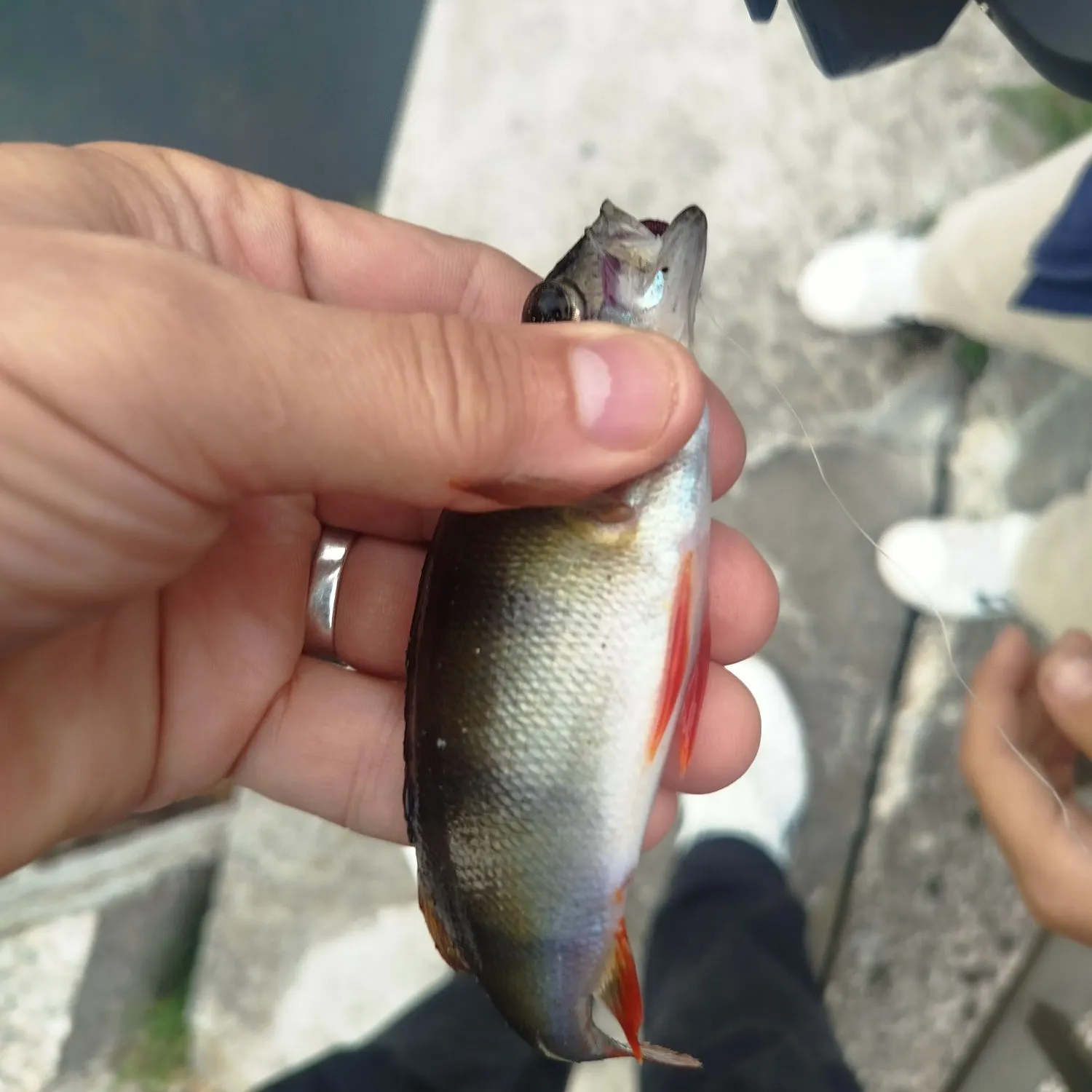 European perch caught on Fishbrain