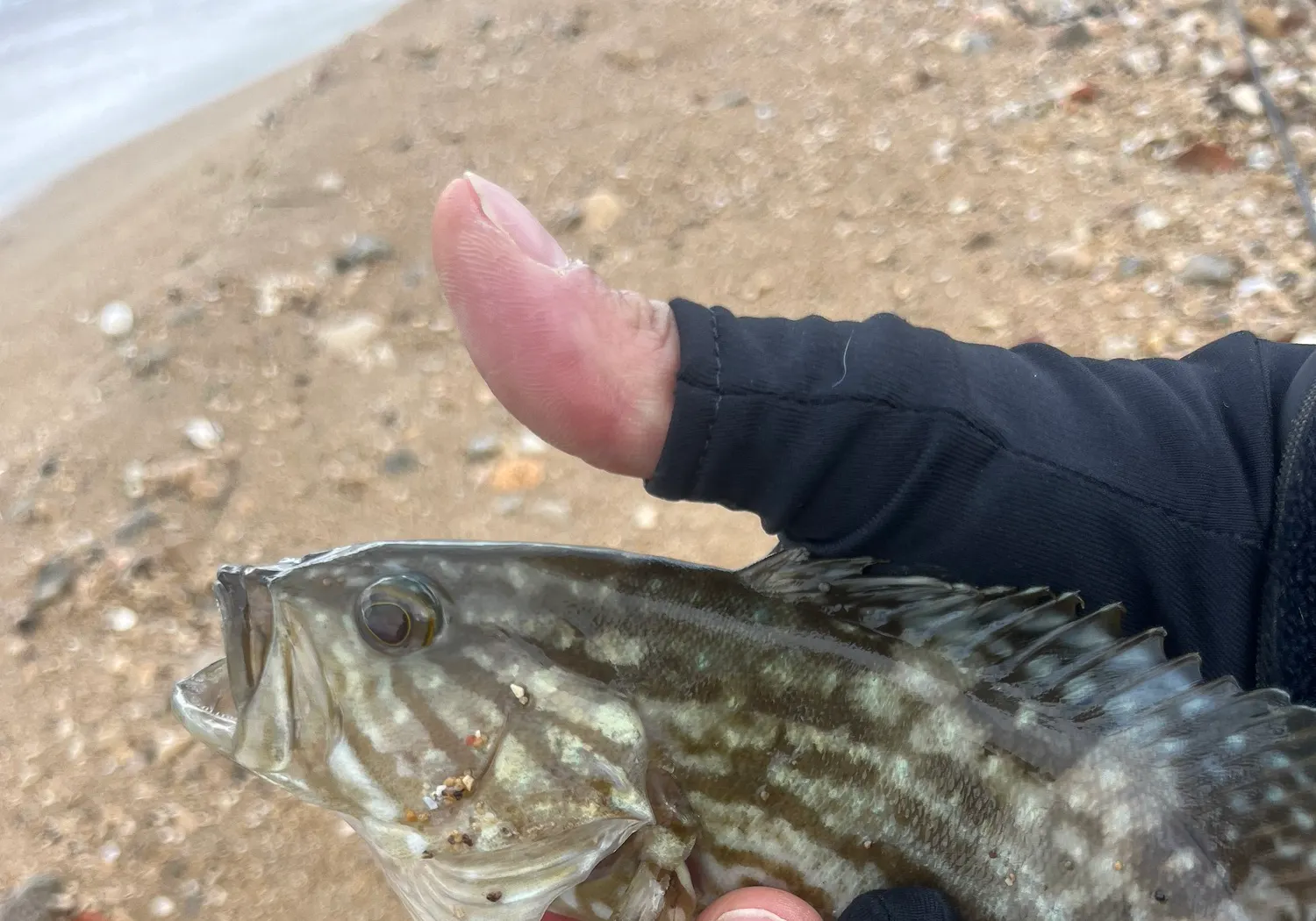 Broomtail grouper