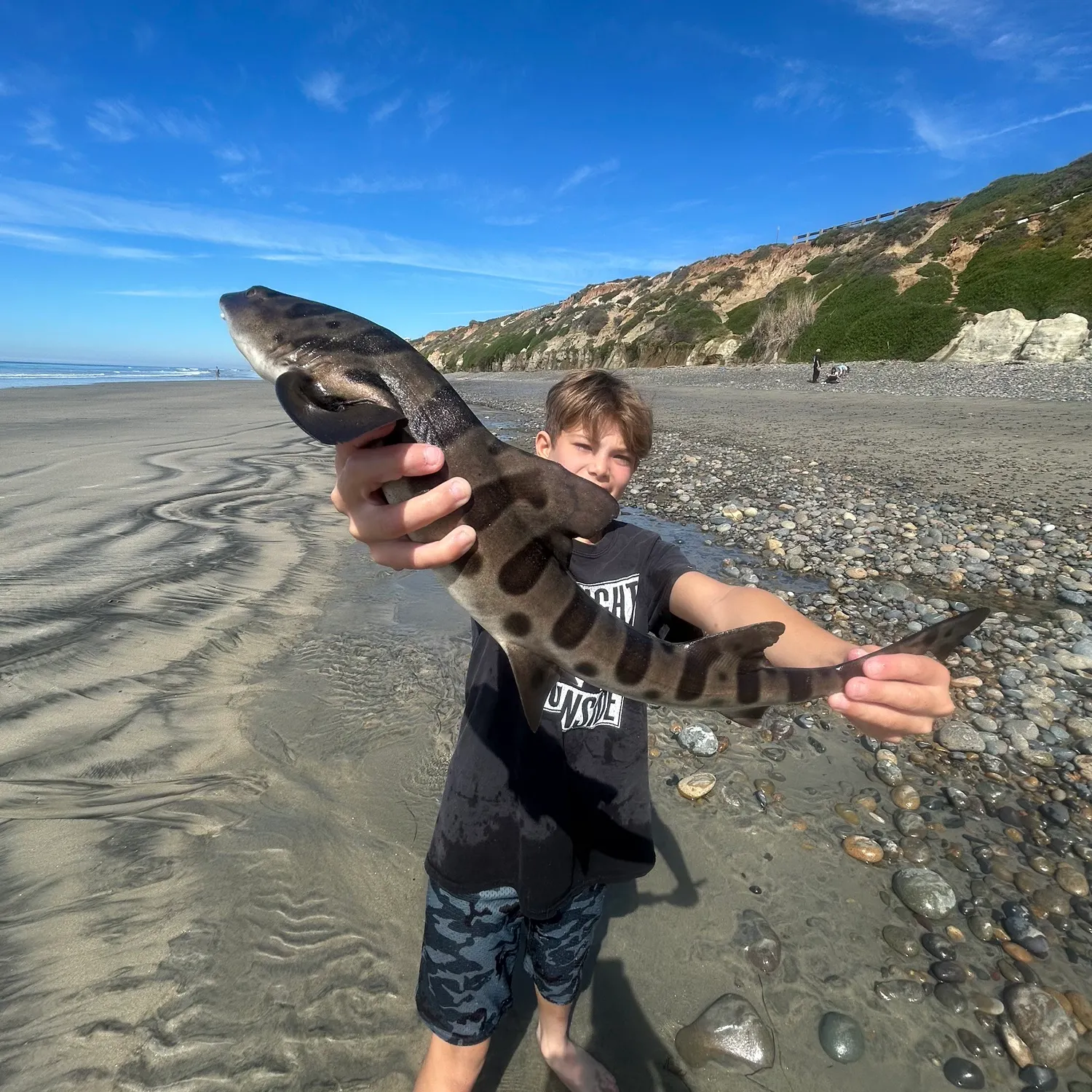 The most recent Leopard shark catches on Fishbrain
