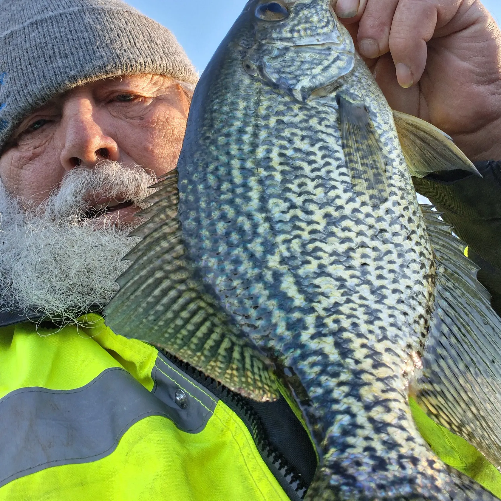 Black crappie caught on Fishbrain