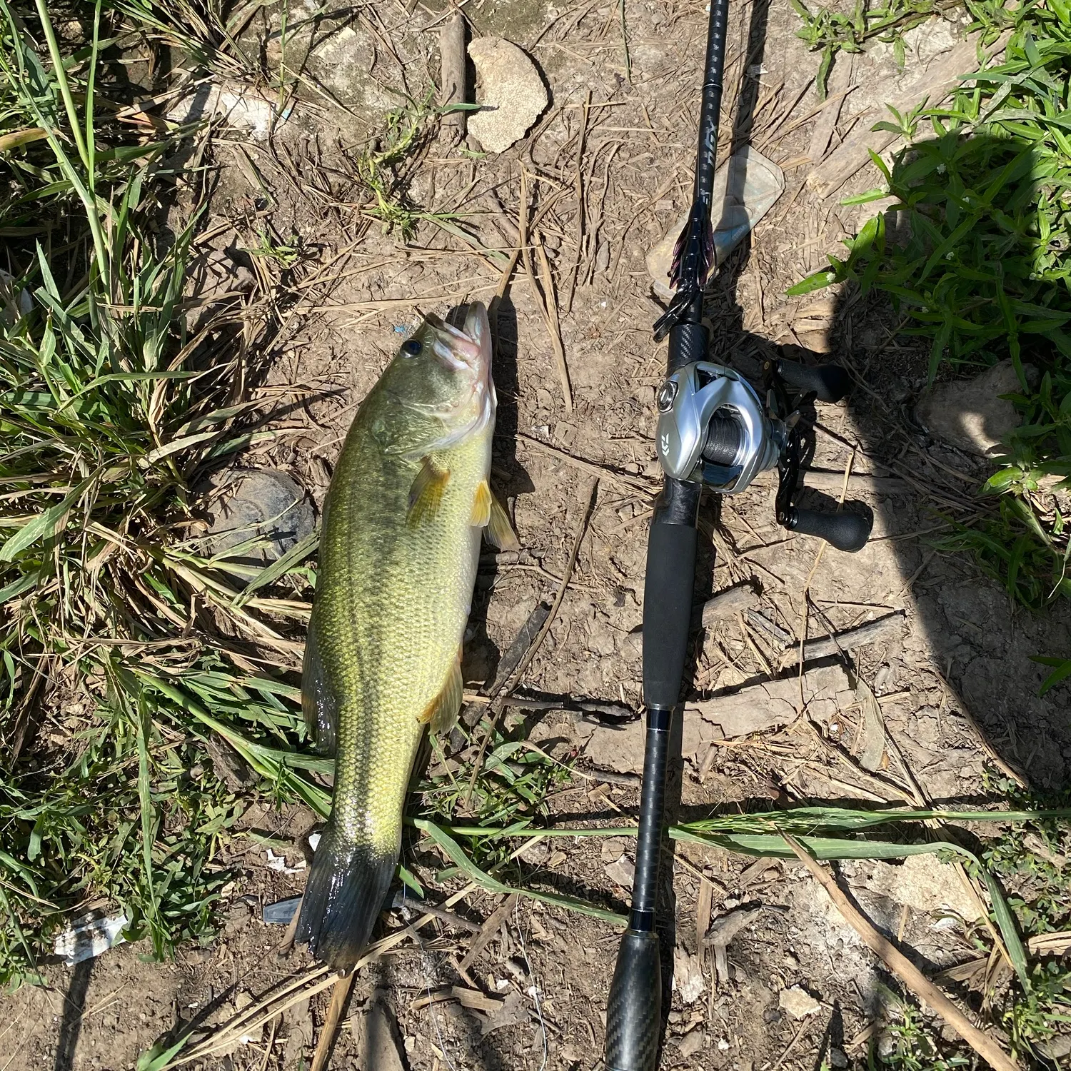 Largemouth bass caught on Fishbrain
