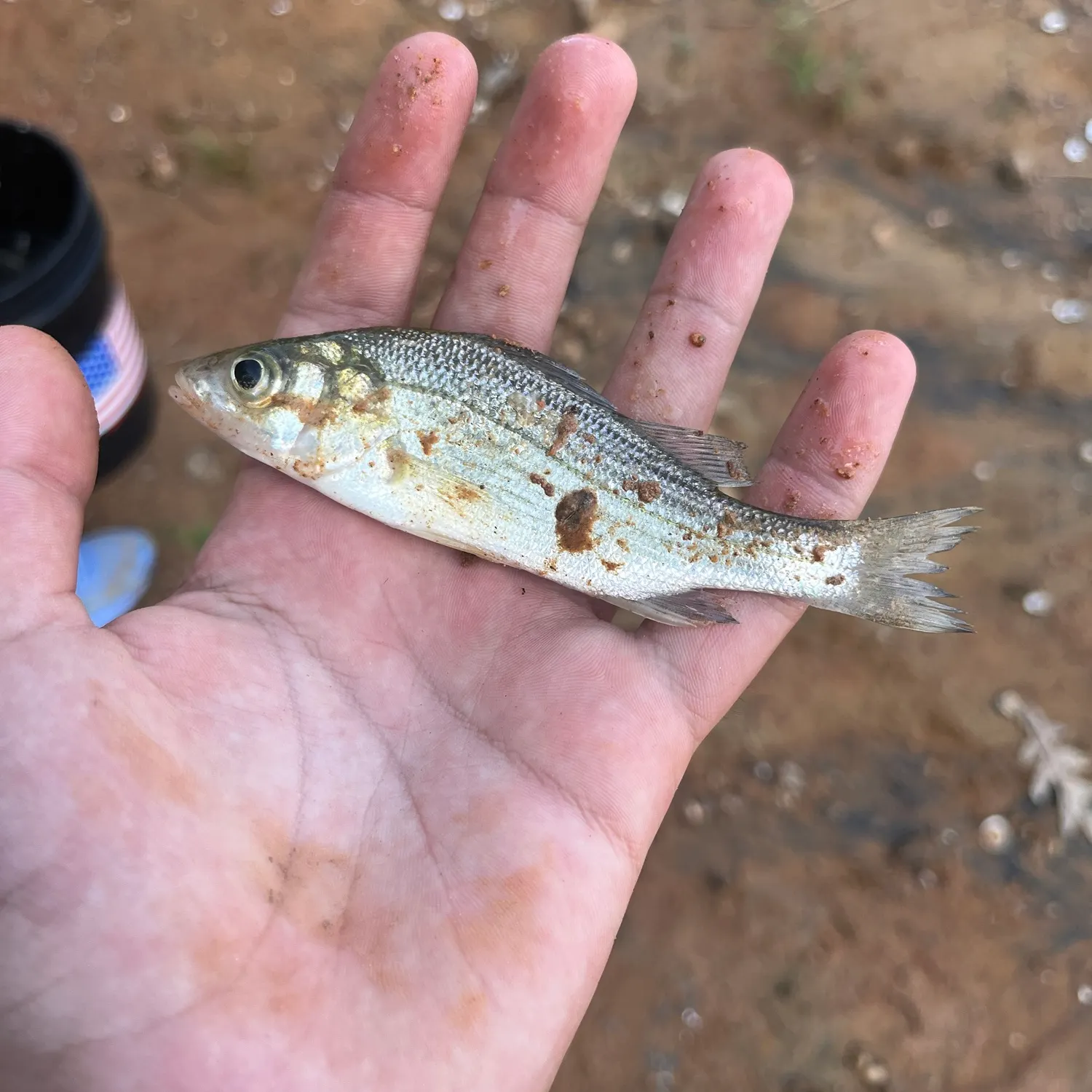 White bass caught on Fishbrain