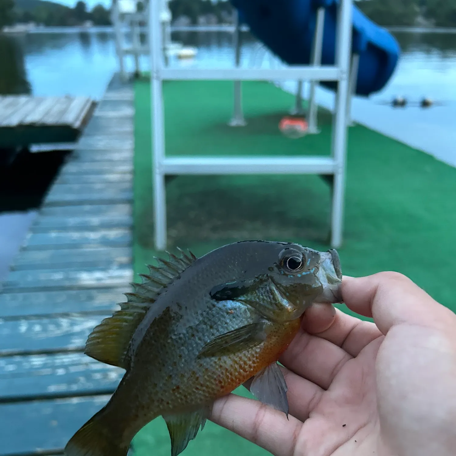 Redbreast sunfish caught on Fishbrain