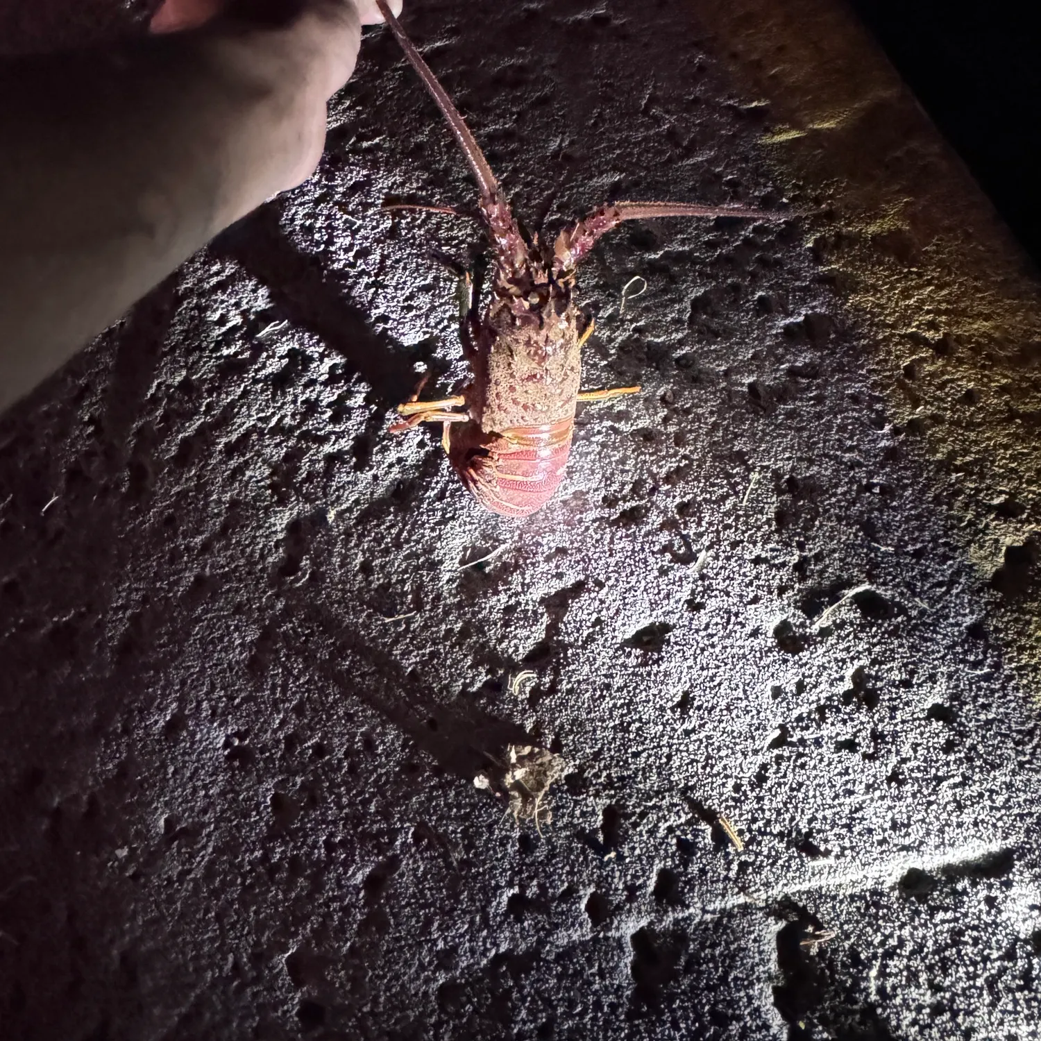 California spiny lobster caught on Fishbrain