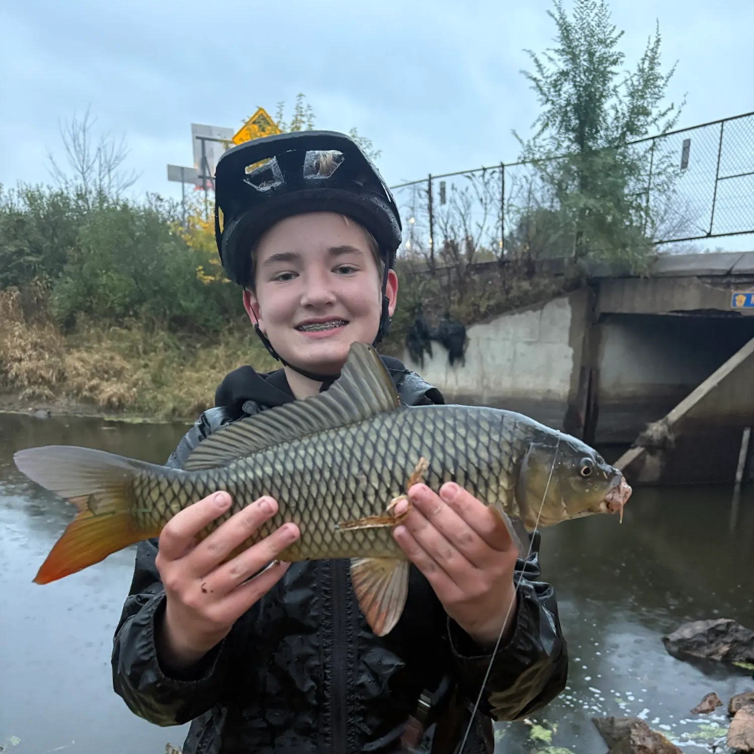 Common carp caught on Fishbrain