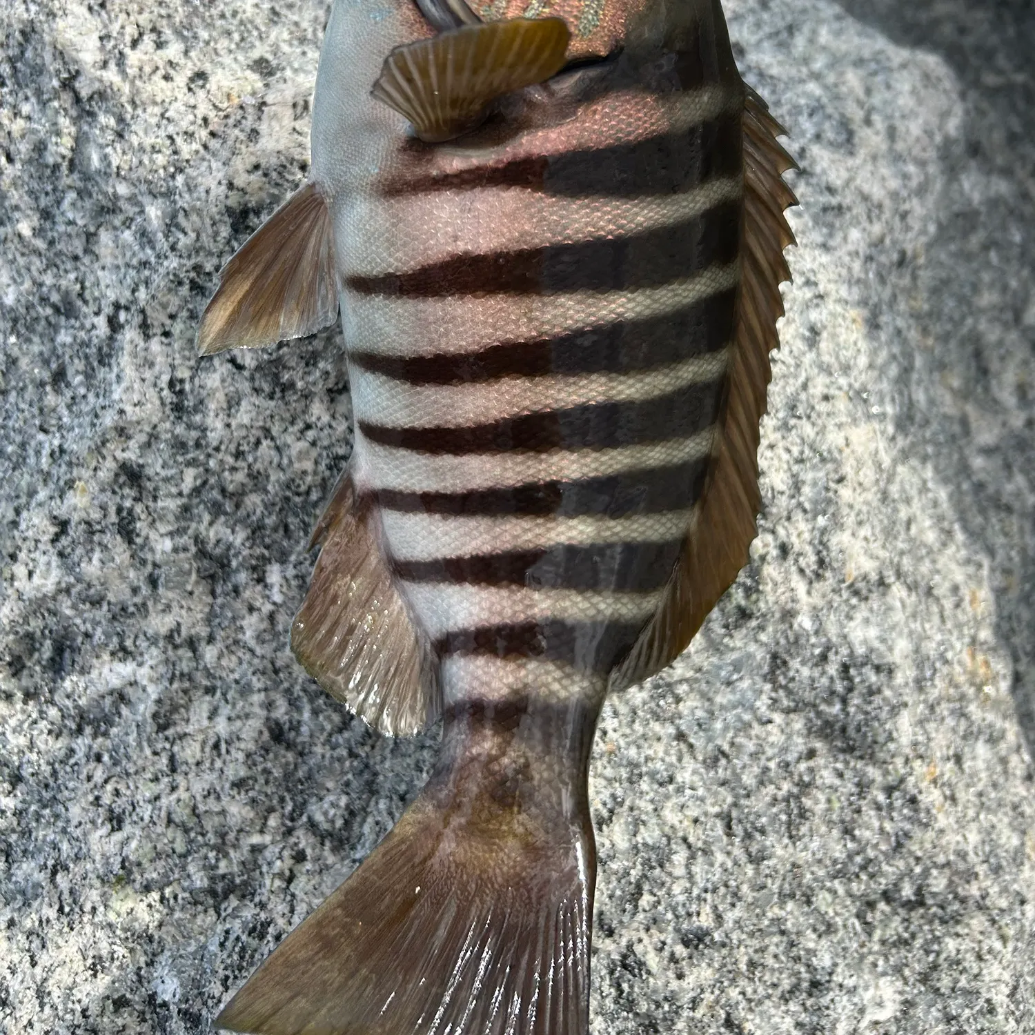 The most recent Zebra fish catches on Fishbrain