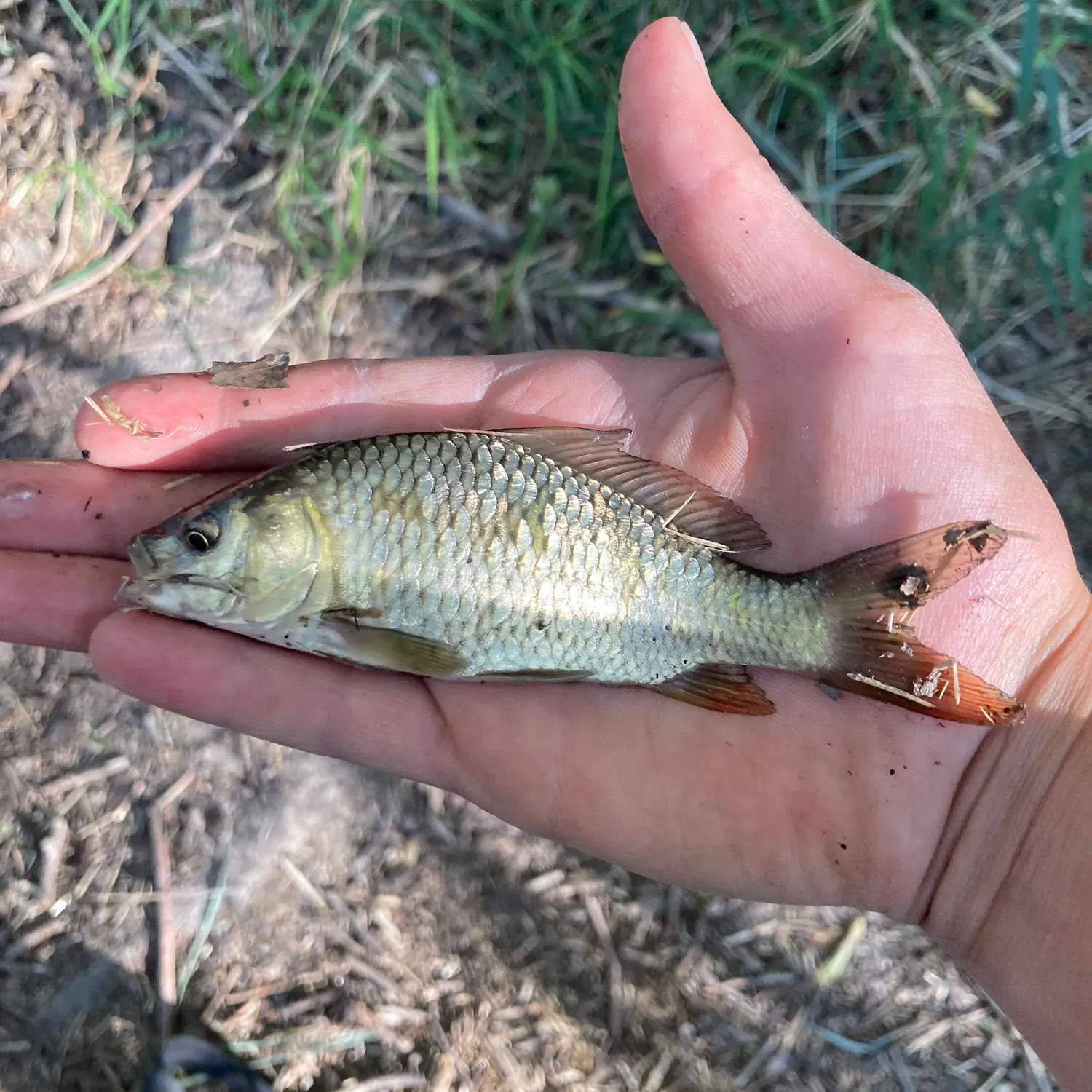 Common carp caught on Fishbrain