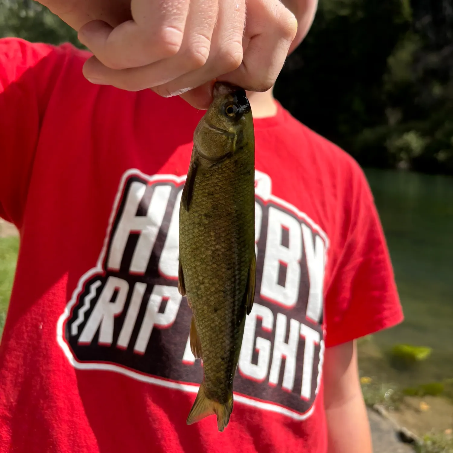 Utah chub caught on Fishbrain