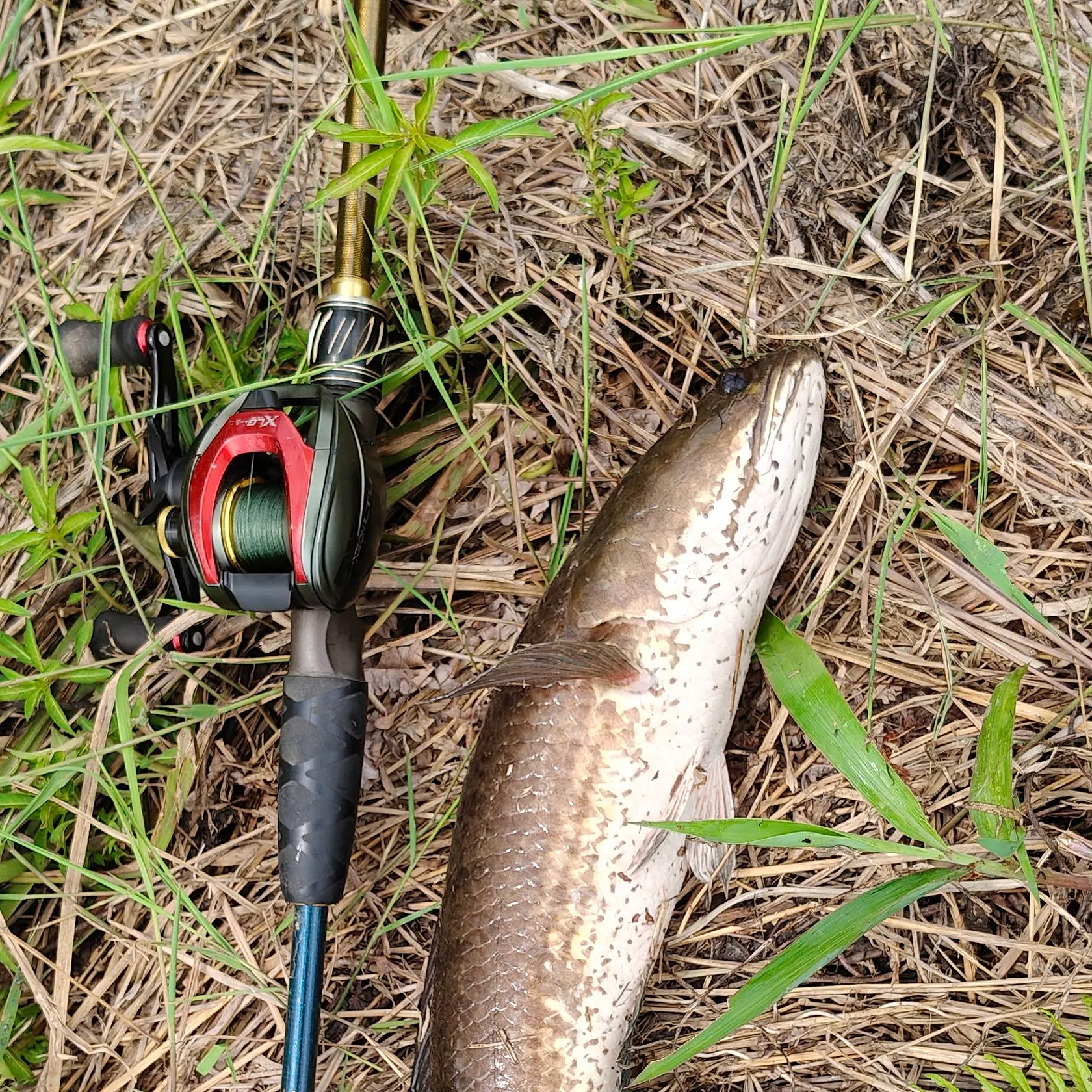 The most popular recent Striped snakehead catch on Fishbrain