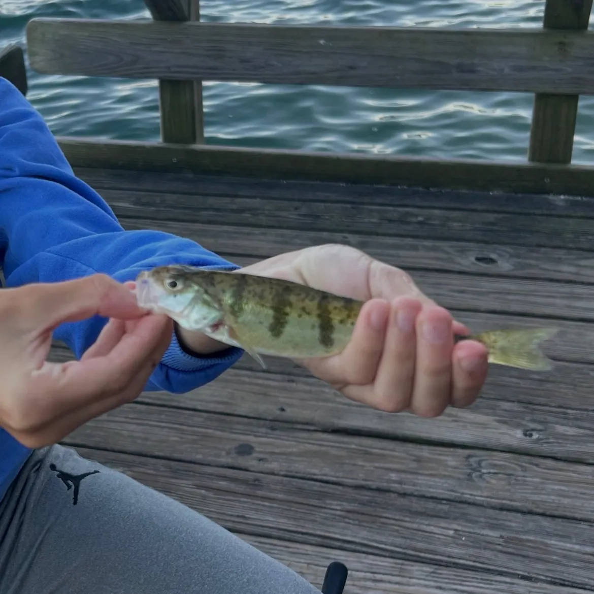 Yellow perch caught on Fishbrain