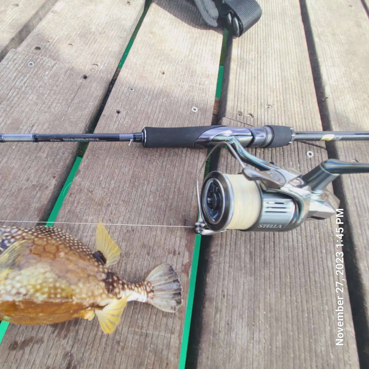 recently logged catches