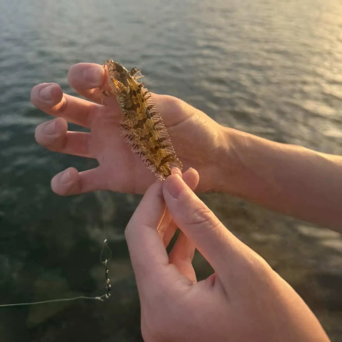 The most recent Spotted kelpfish catches on Fishbrain