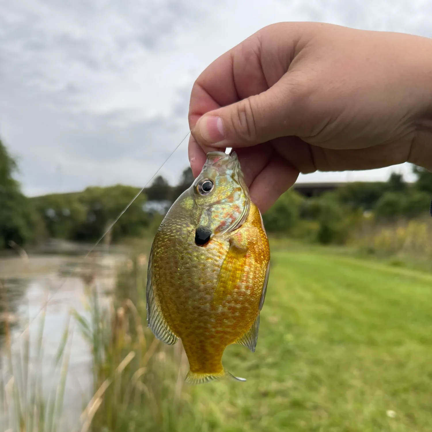 Bluegill caught on Fishbrain