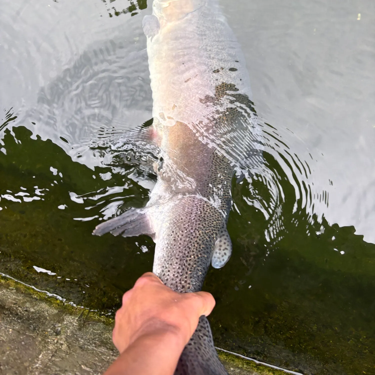 Steelhead caught on Fishbrain