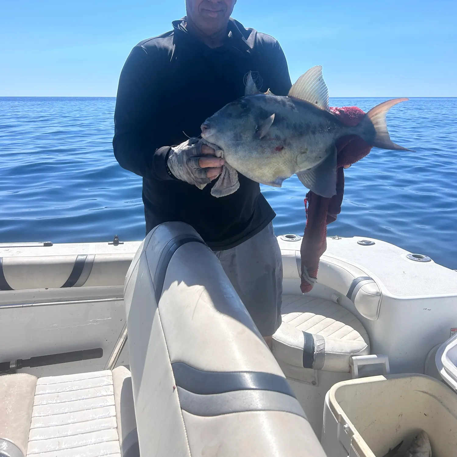 The most recent Ocean triggerfish catches on Fishbrain