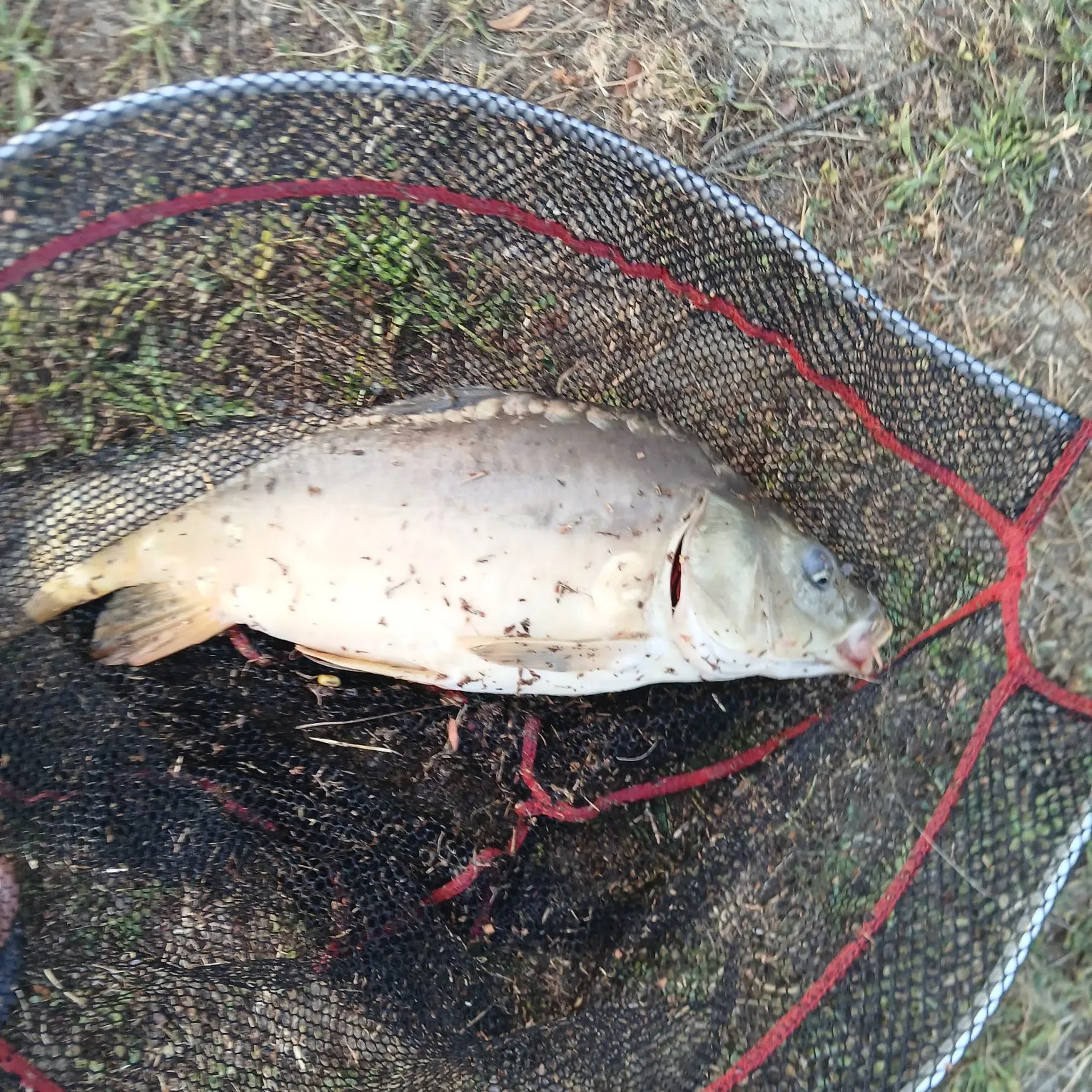 Common carp caught on Fishbrain