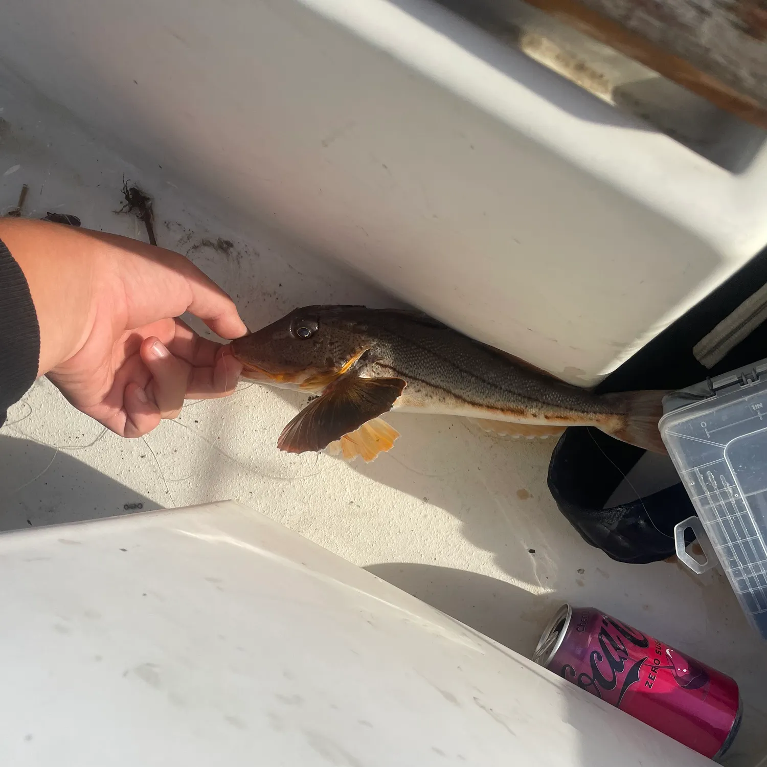 catch