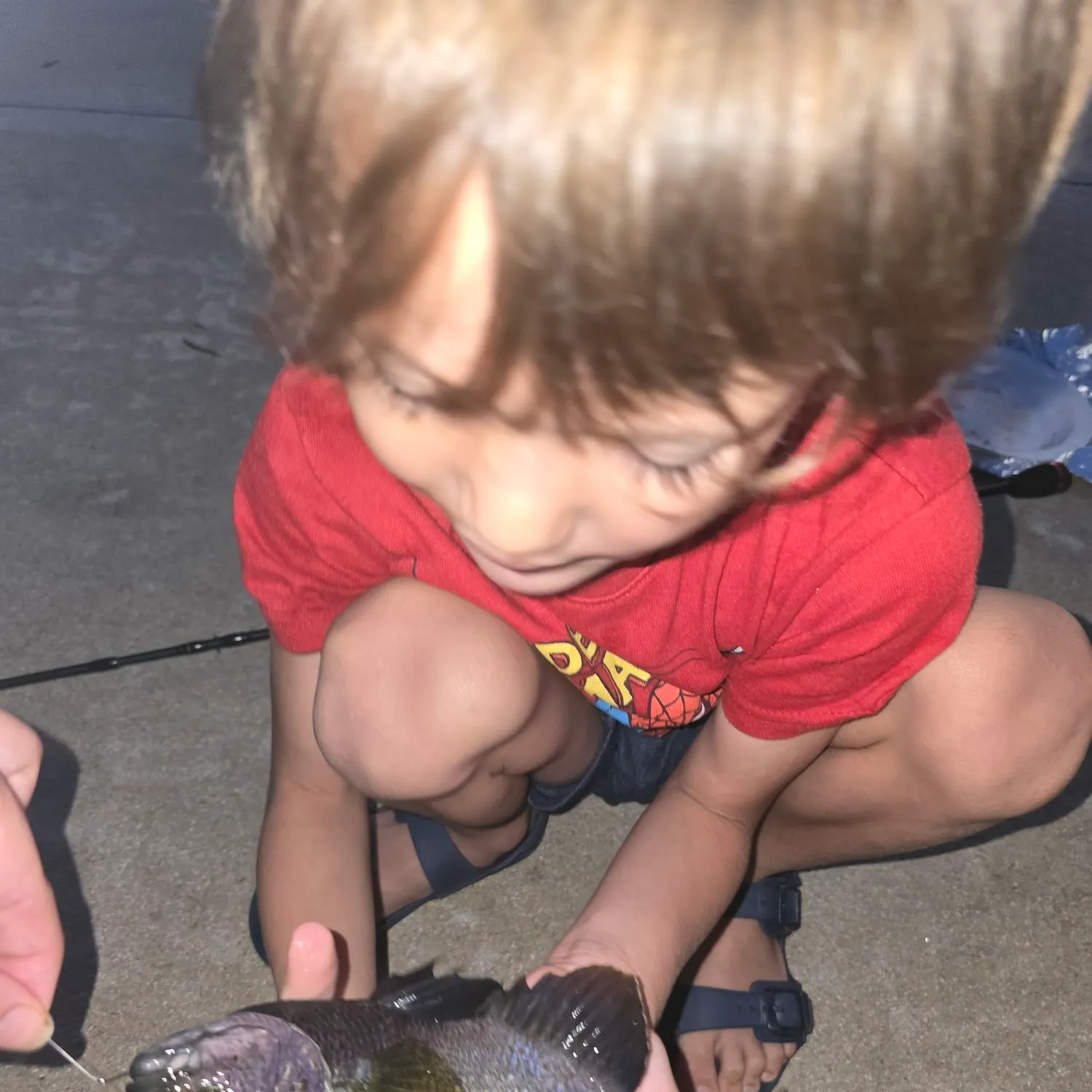 Bluegill caught on Fishbrain