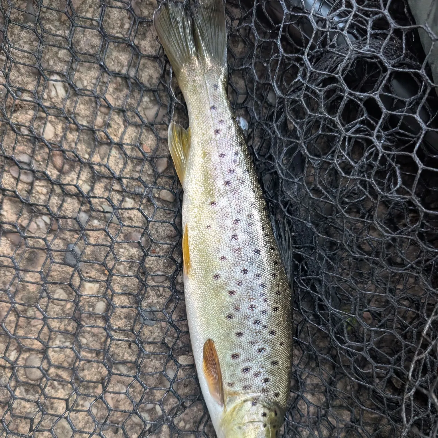 Brown trout caught on Fishbrain