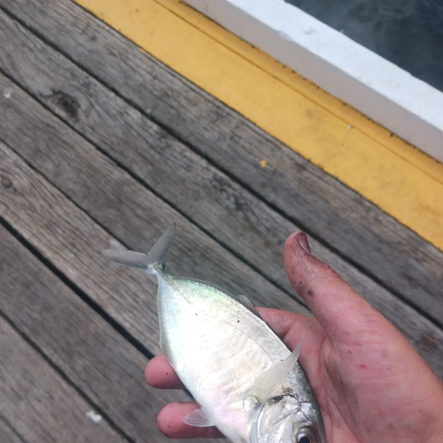 The most recent White trevally catches on Fishbrain
