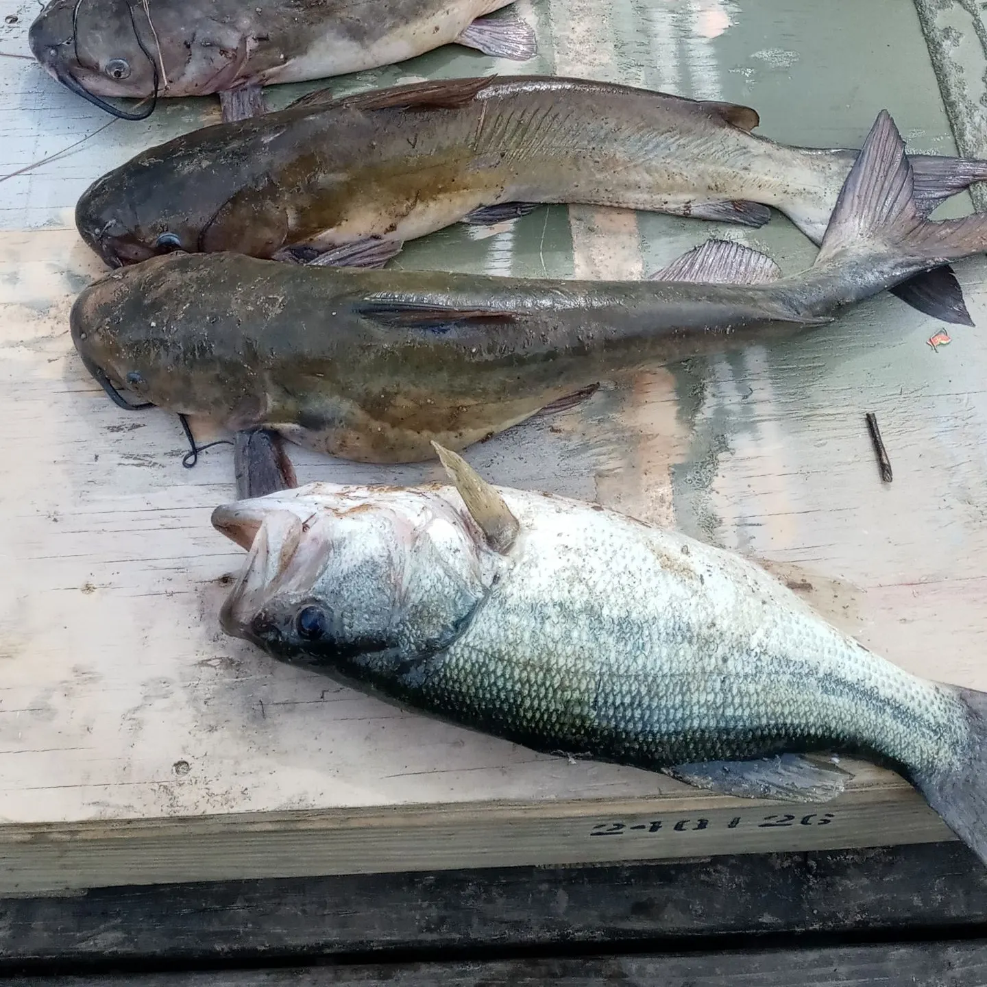 recently logged catches