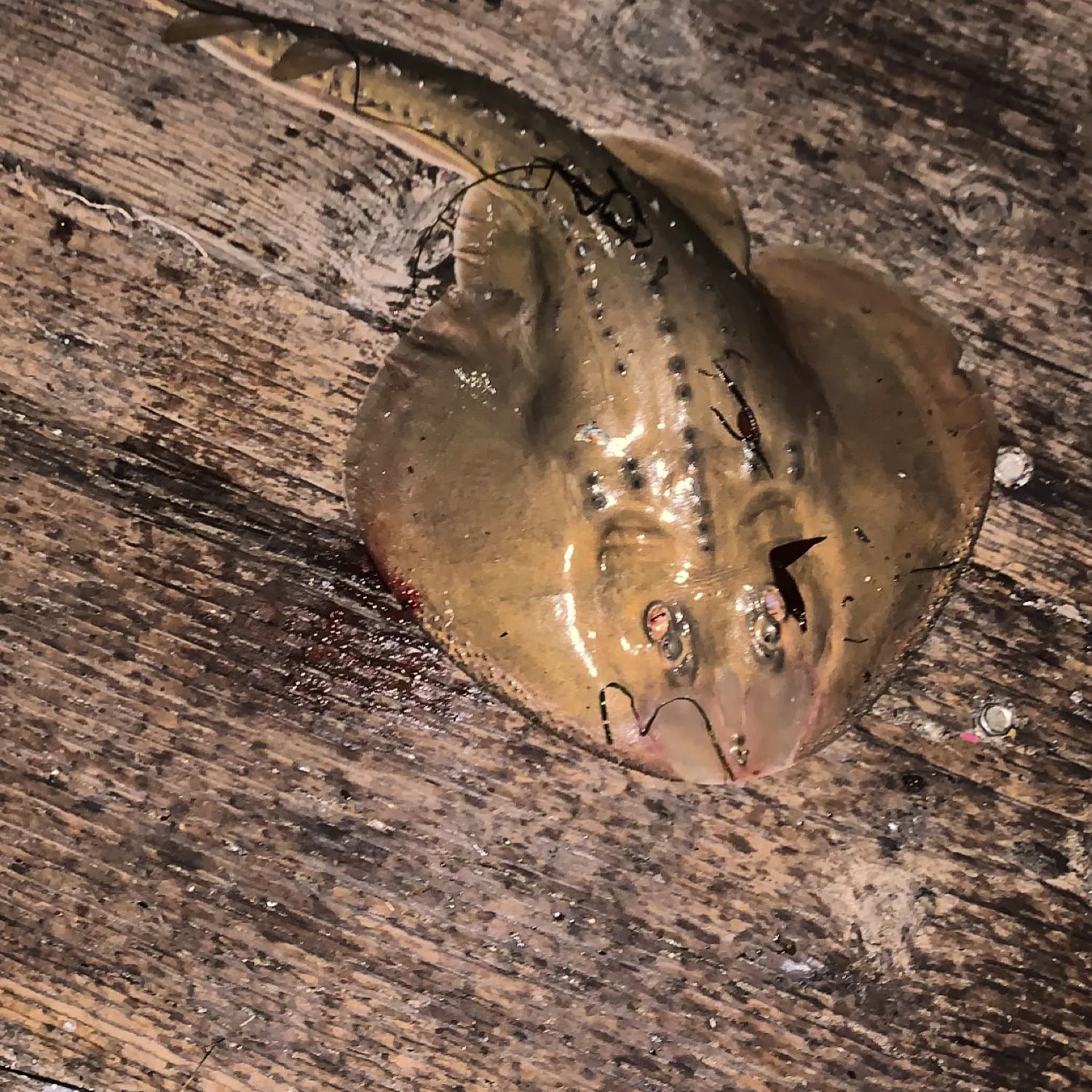 angler catch