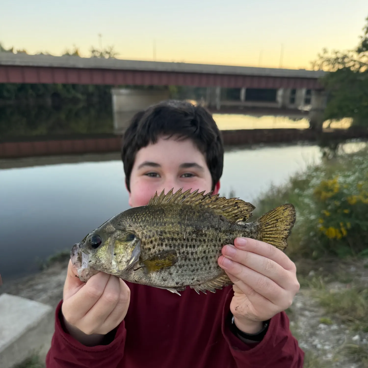Rock bass caught on Fishbrain