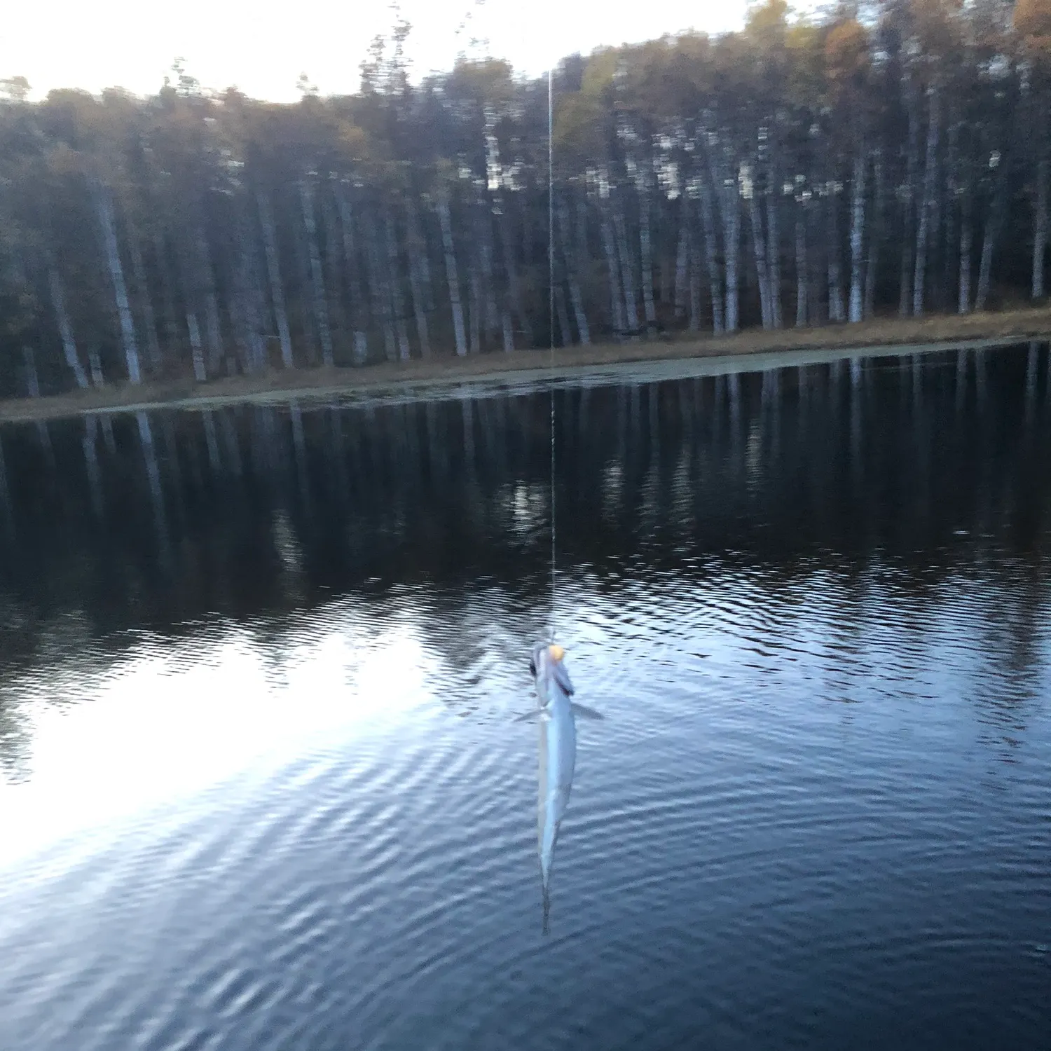 Rainbow trout caught on Fishbrain