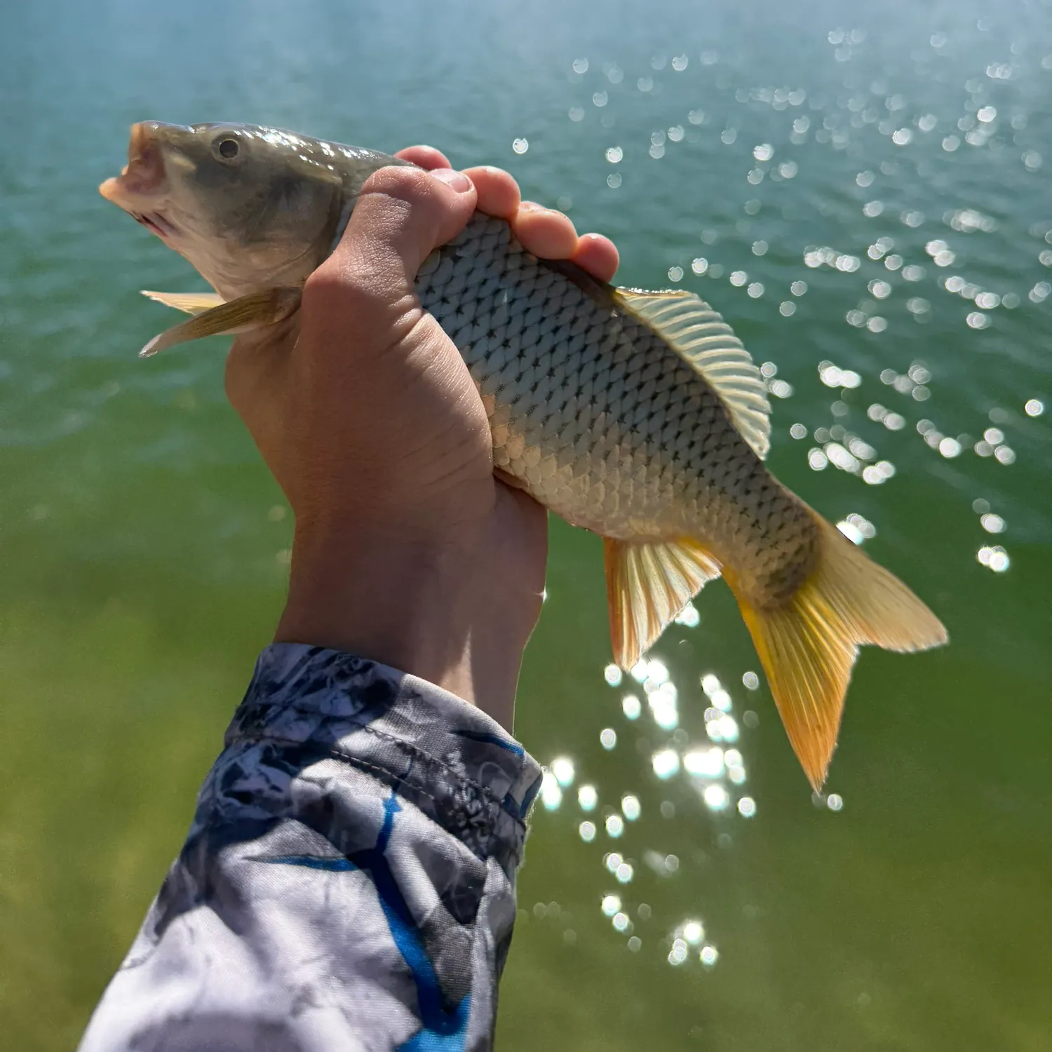Common carp caught on Fishbrain