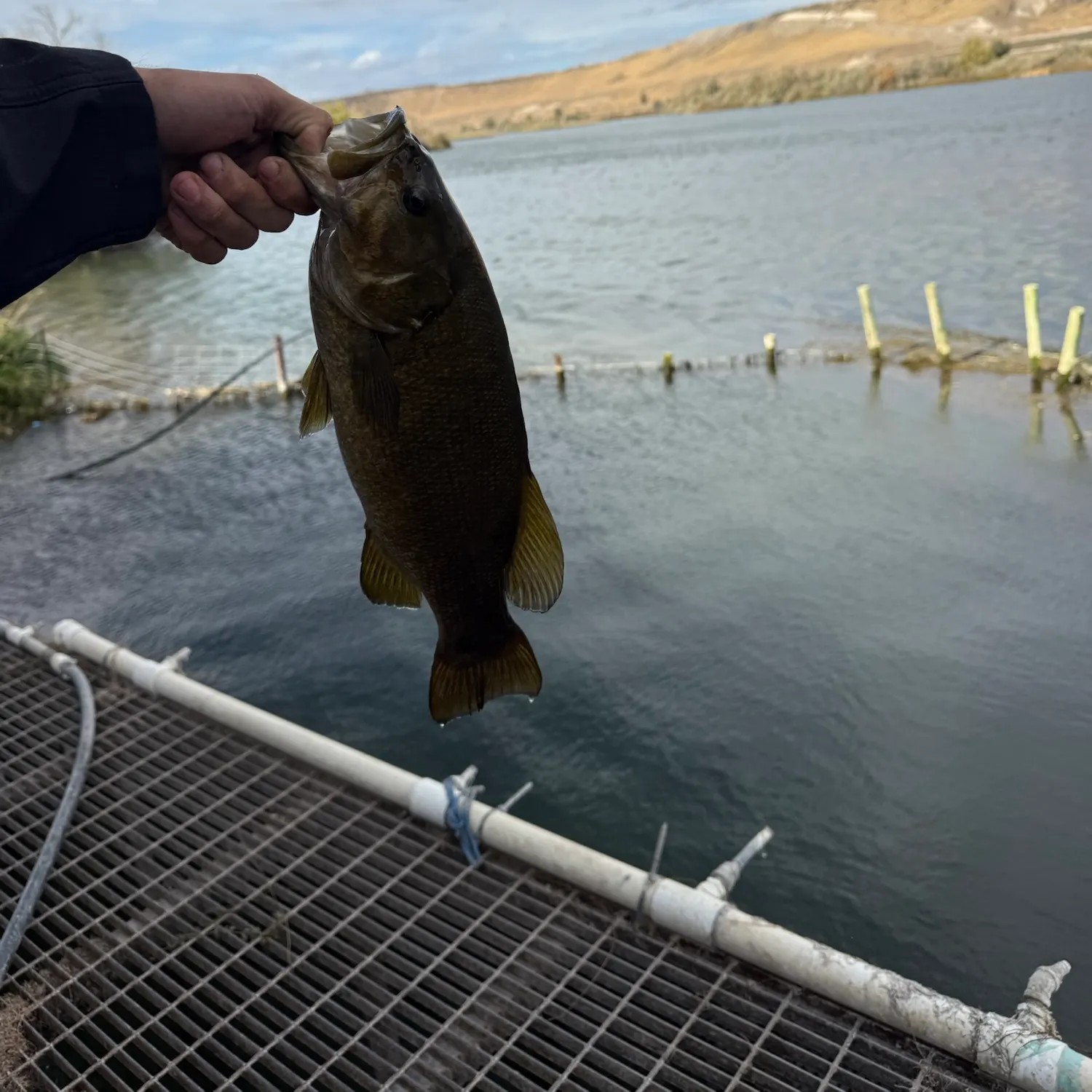 Smallmouth bass caught on Fishbrain