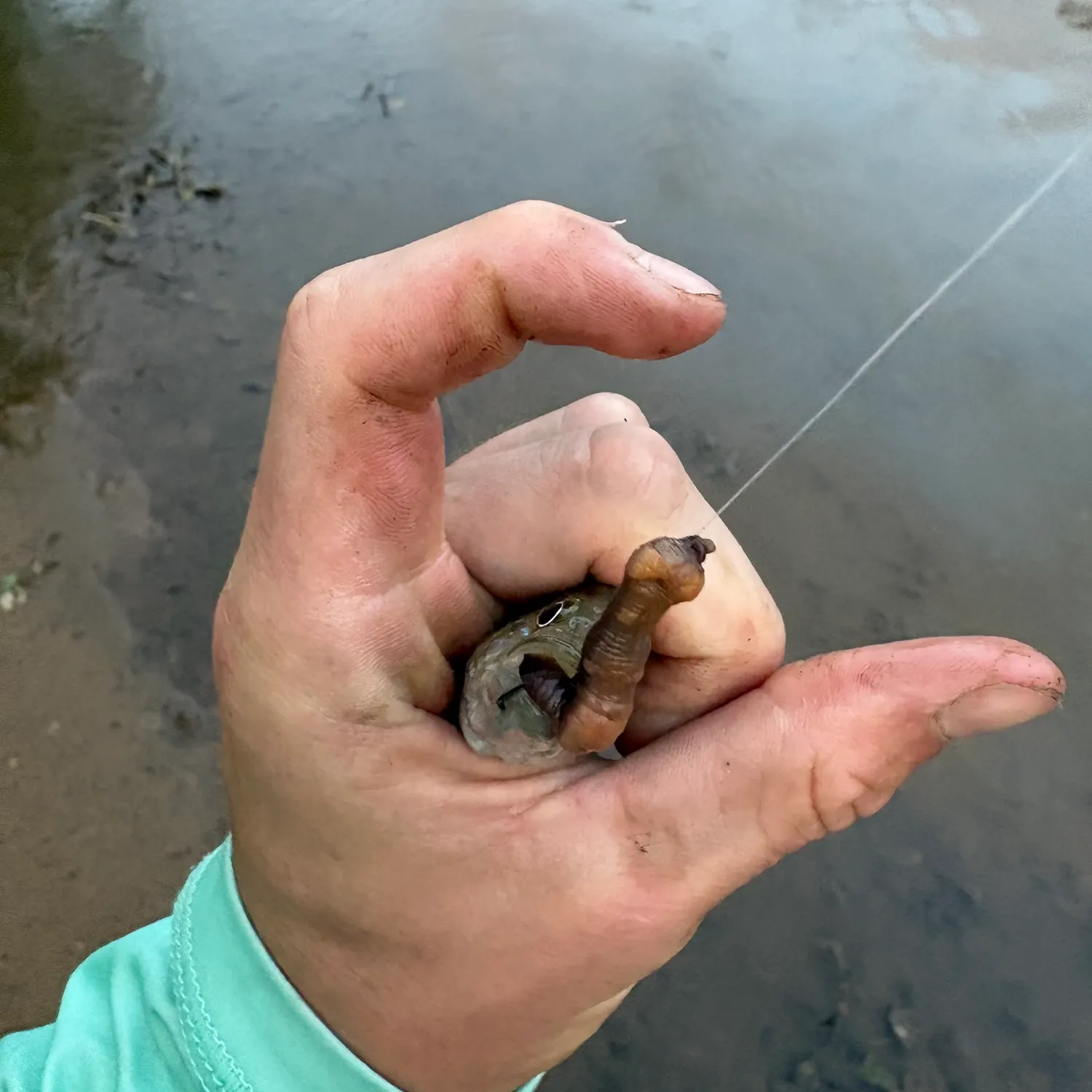 Green sunfish caught on Fishbrain