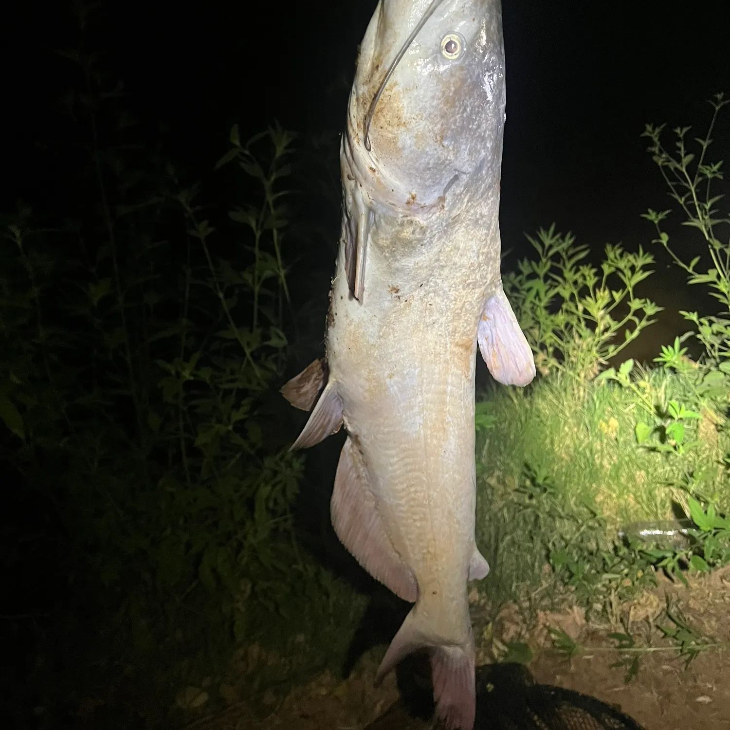 Blue catfish caught on Fishbrain