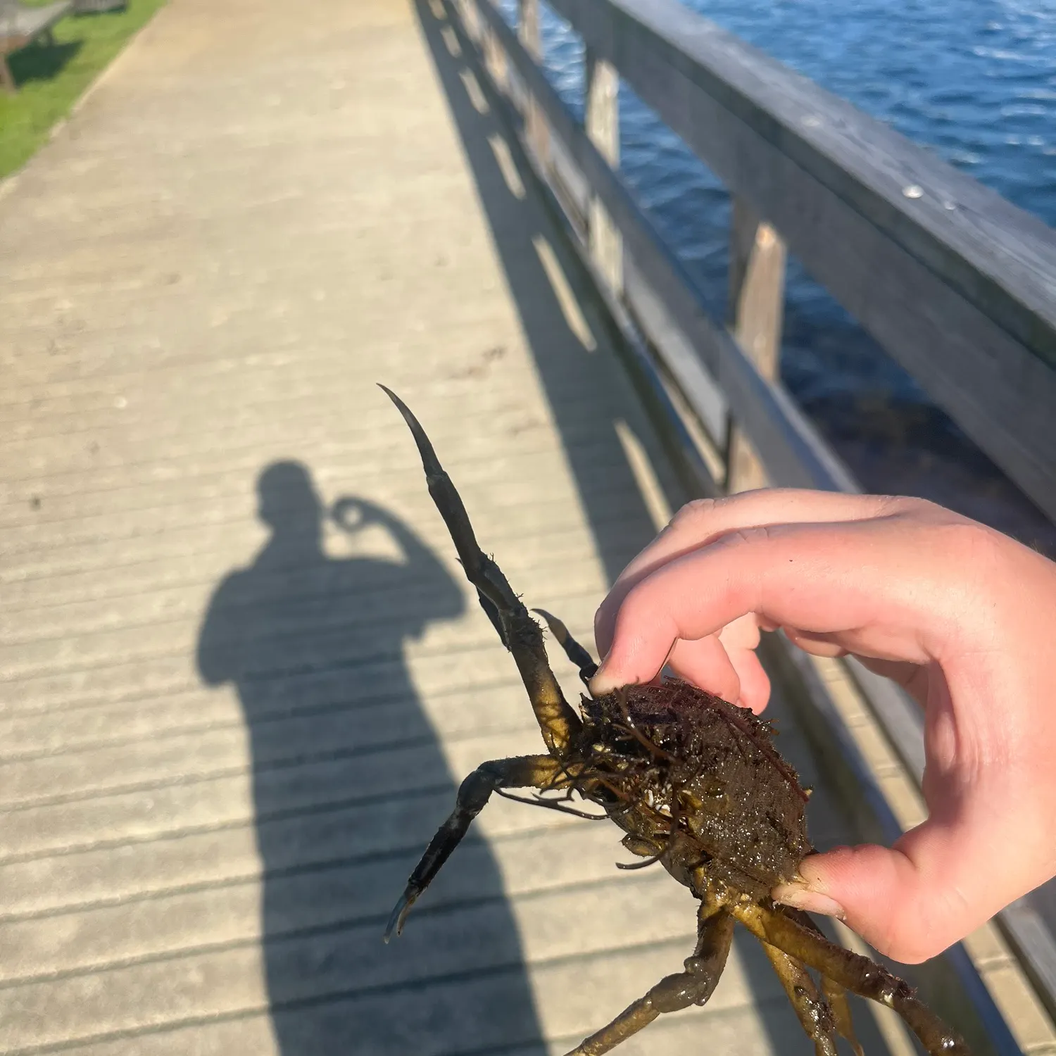 The most recent European spider crab catches on Fishbrain