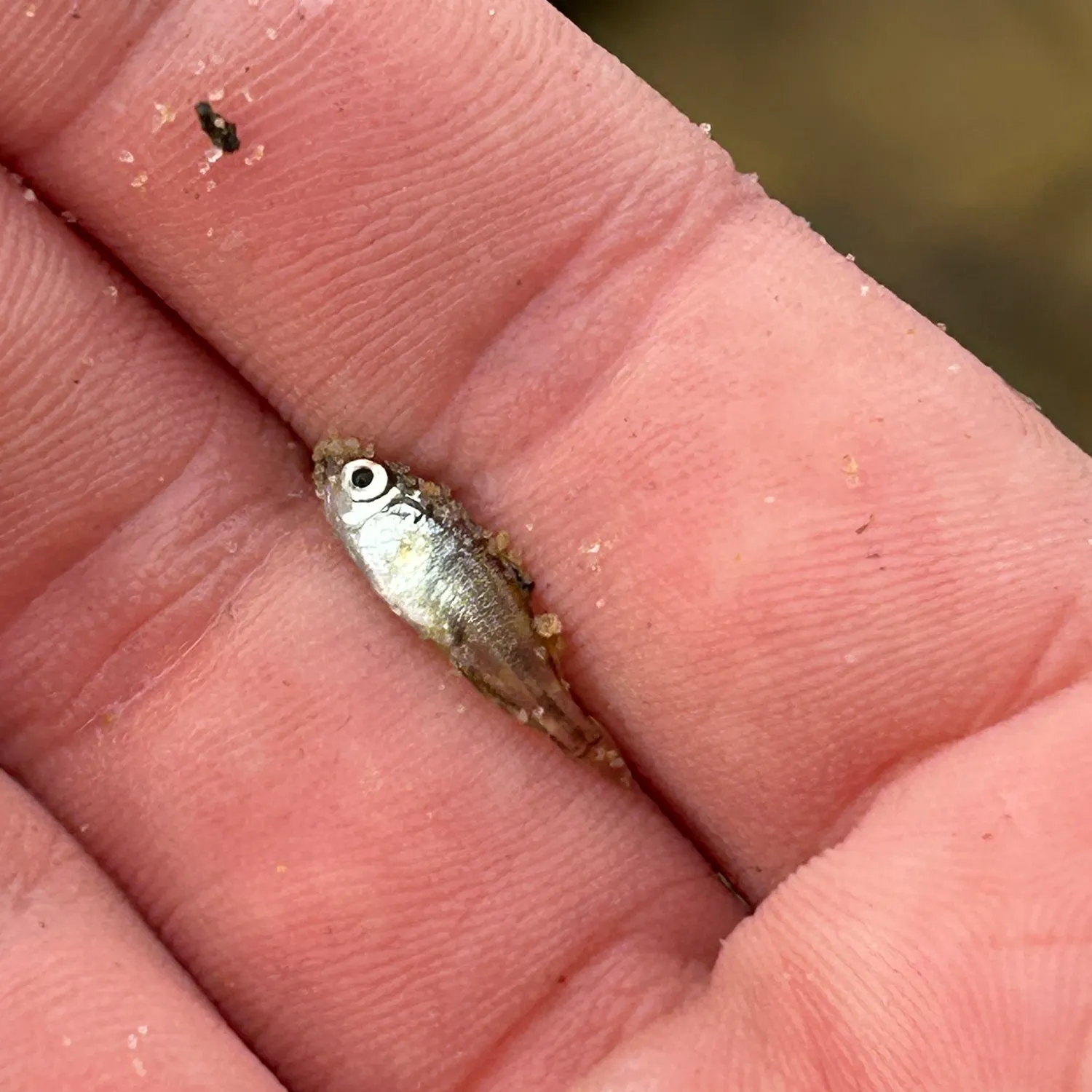 The most recent Atlantic croaker catches on Fishbrain