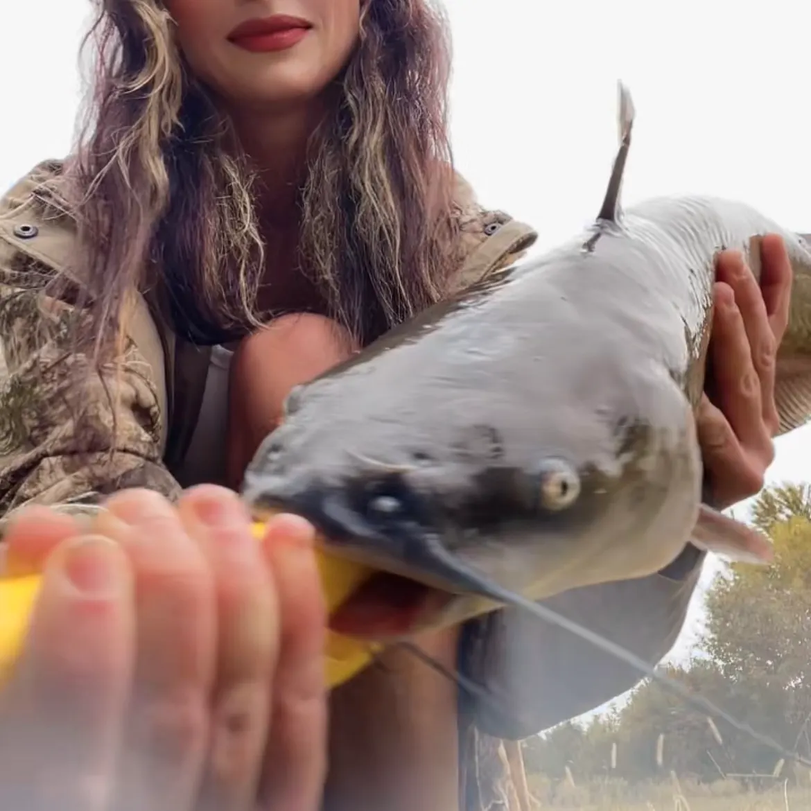 Channel catfish caught on Fishbrain