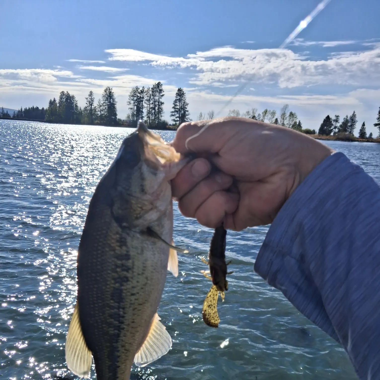 Largemouth bass caught on Fishbrain