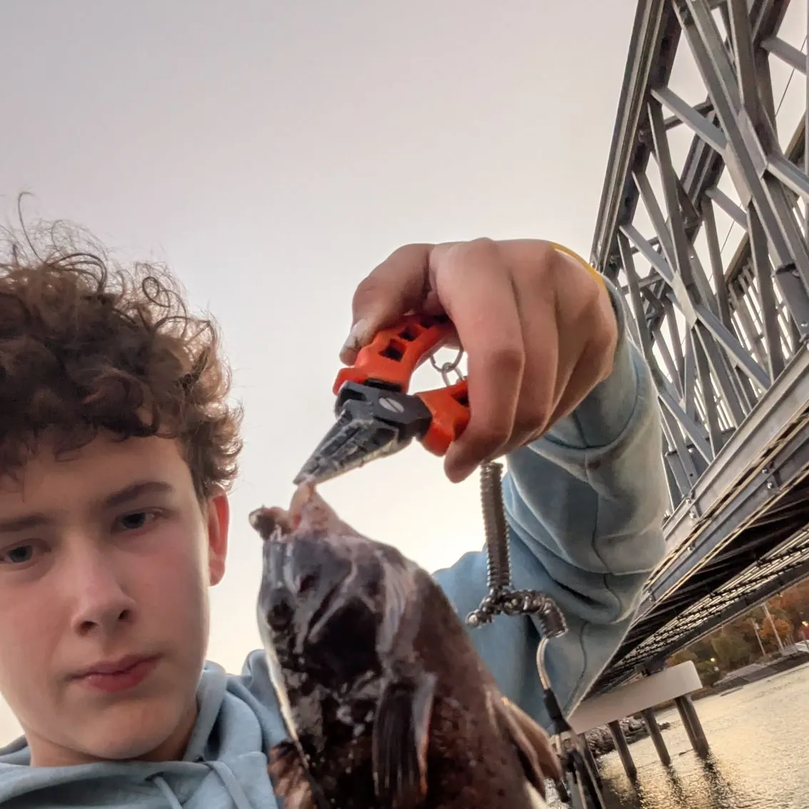 Tautog caught on Fishbrain
