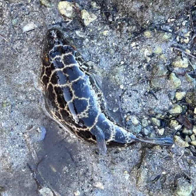 The most recent Milkspotted puffer catches on Fishbrain