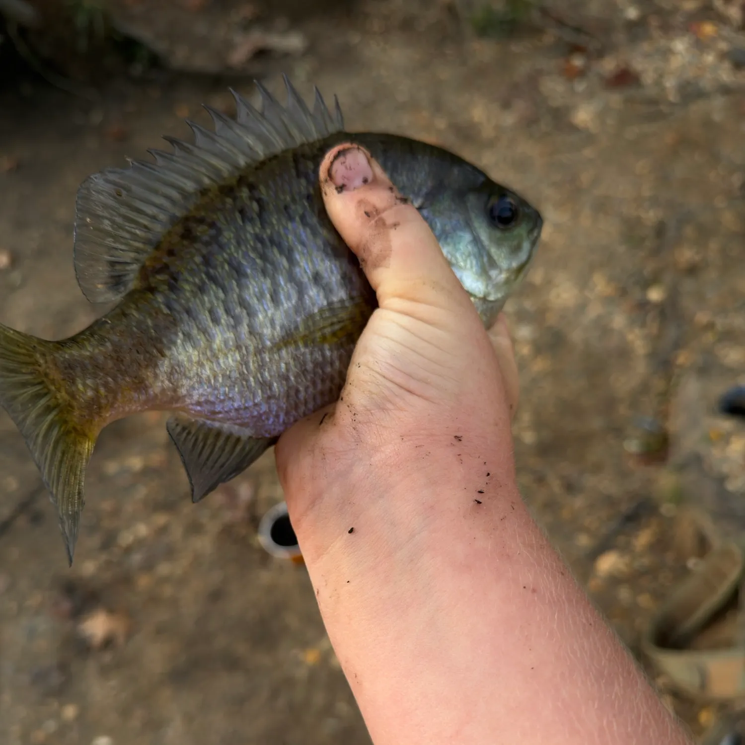Bluegill caught on Fishbrain