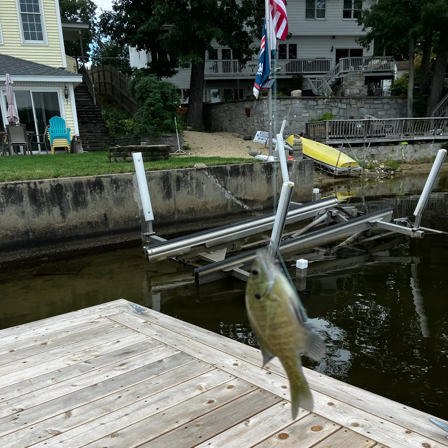 Bluegill caught on Fishbrain