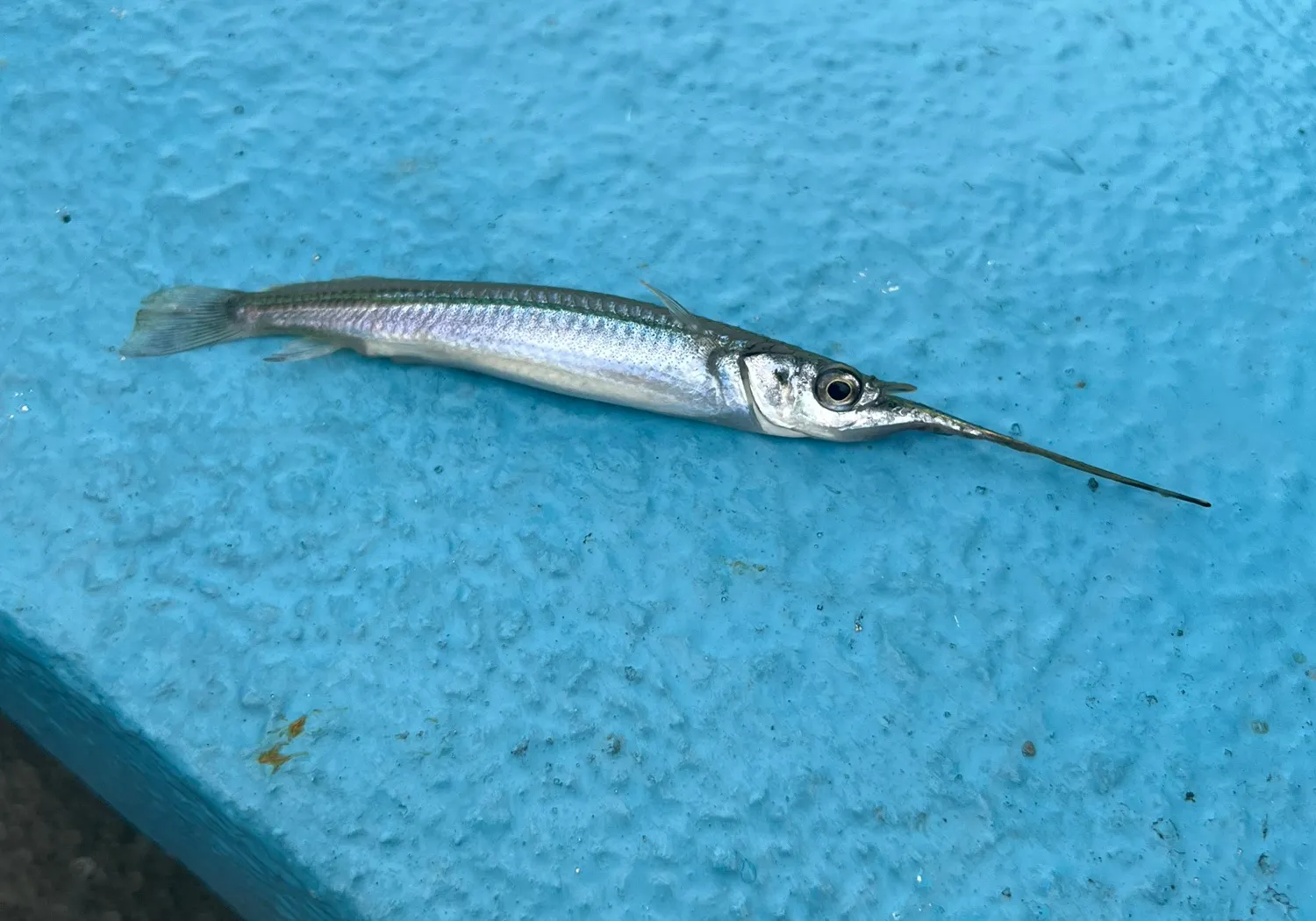 Buffon's river-garfish