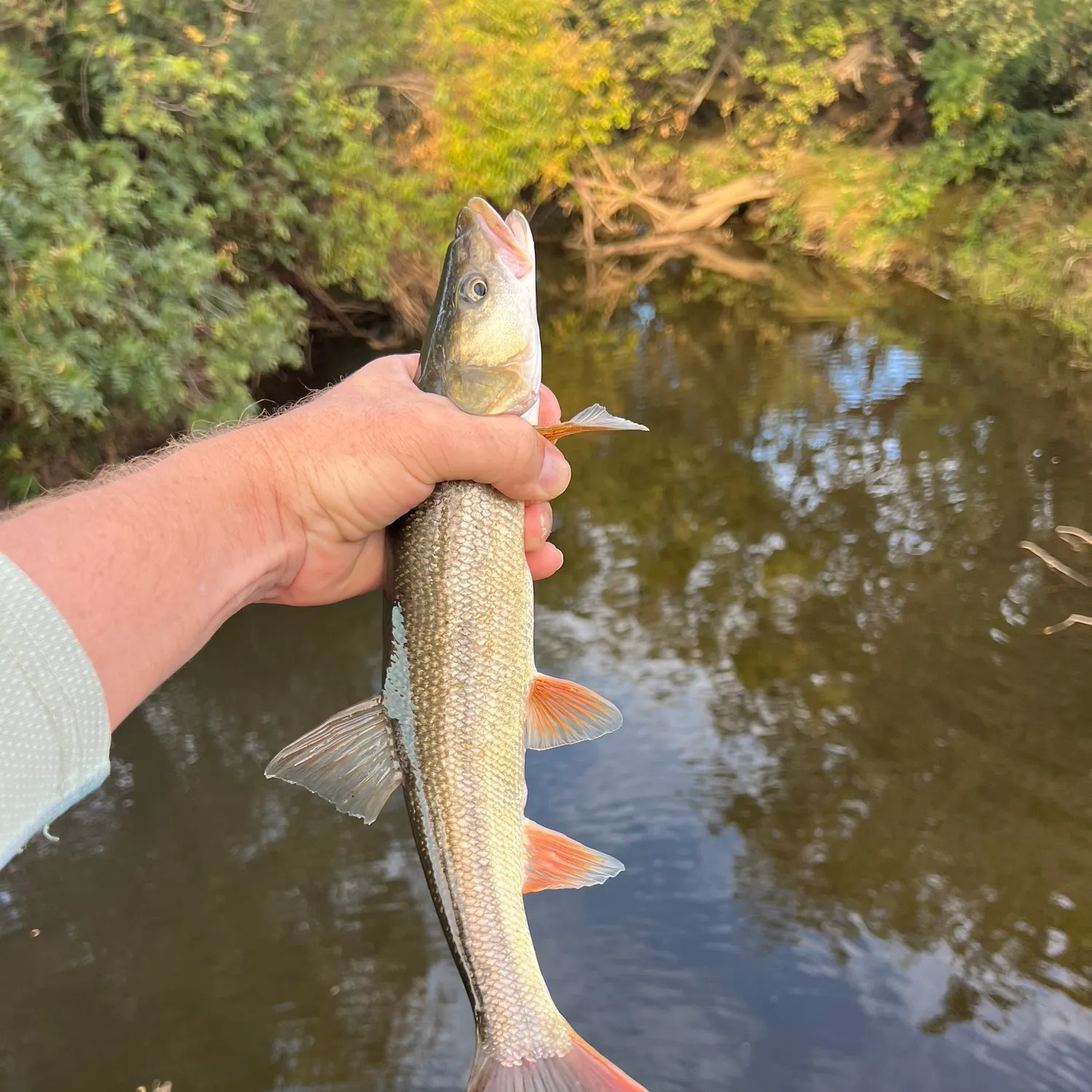 Sacramento pikeminnow caught on Fishbrain