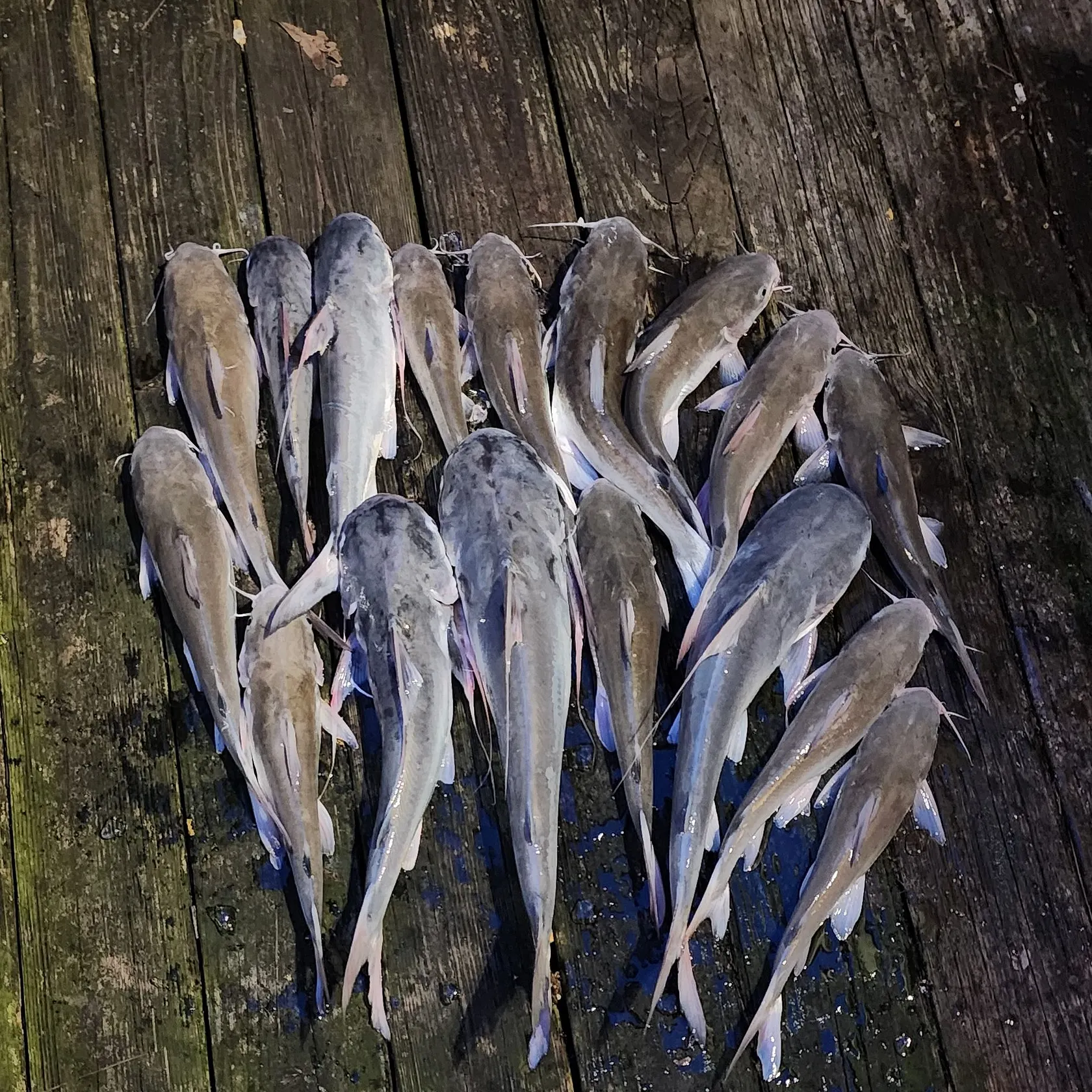 recently logged catches