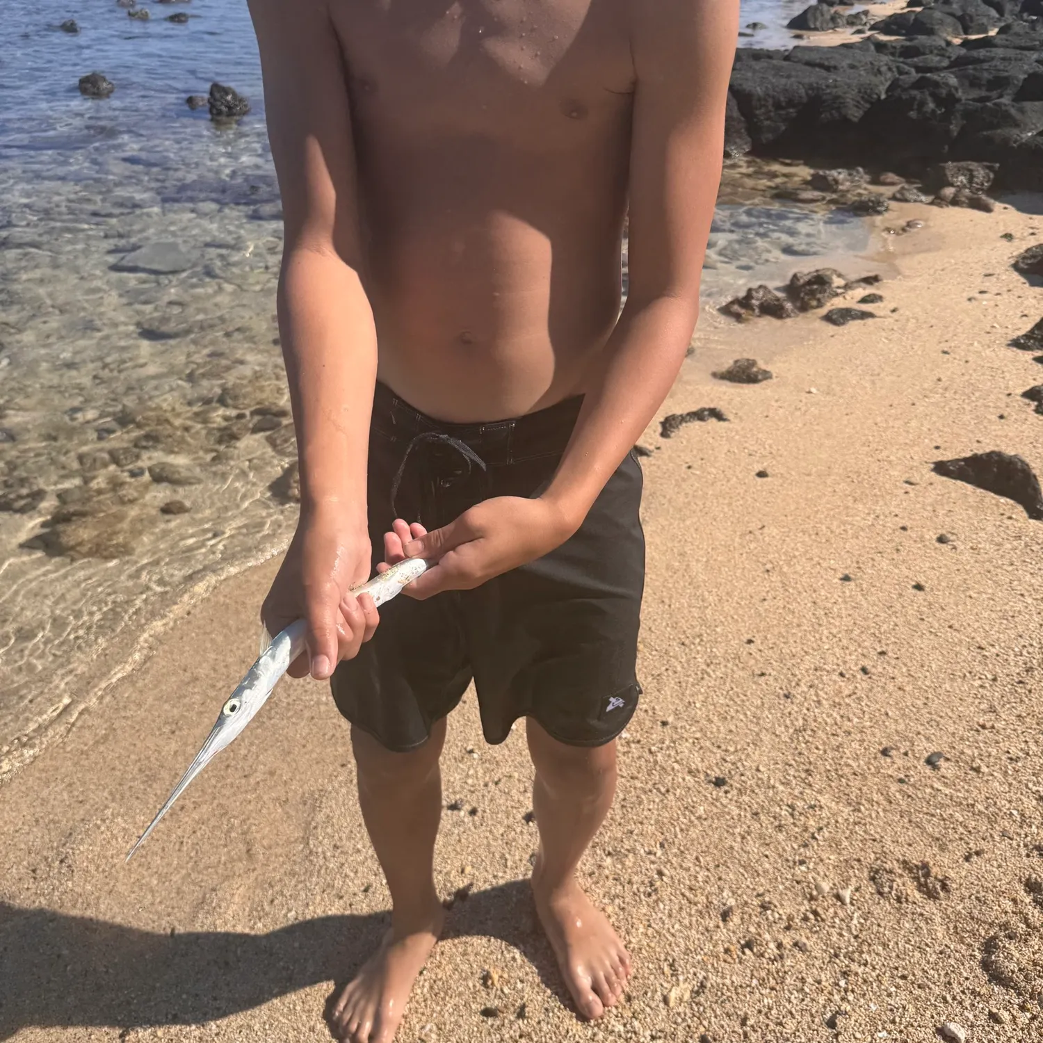 The most recent Hound needlefish catches on Fishbrain