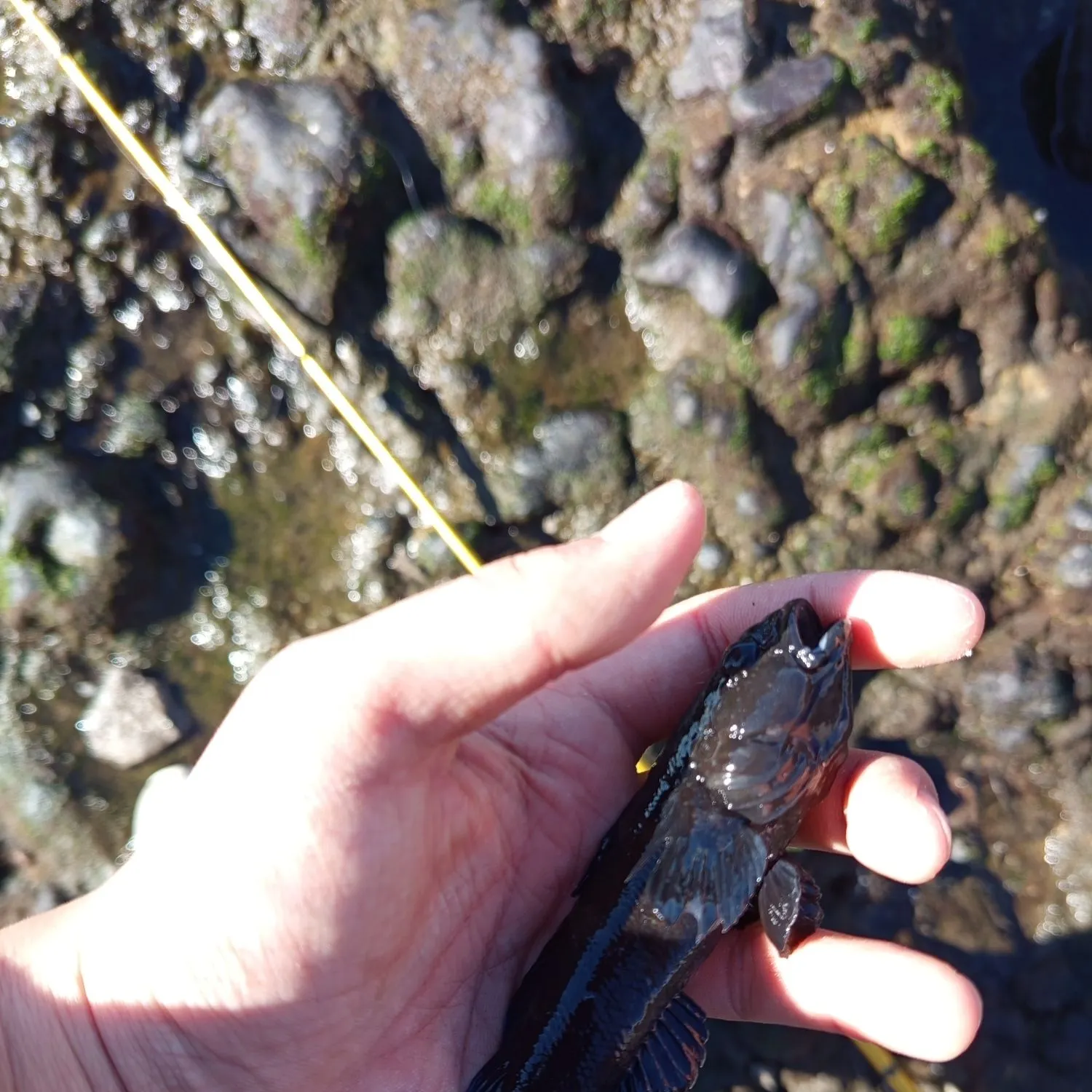 The most recent Black goby catches on Fishbrain