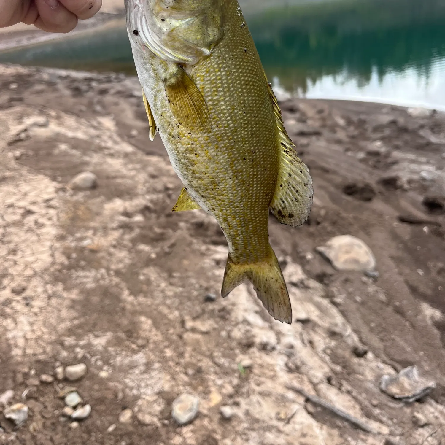 Smallmouth bass caught on Fishbrain