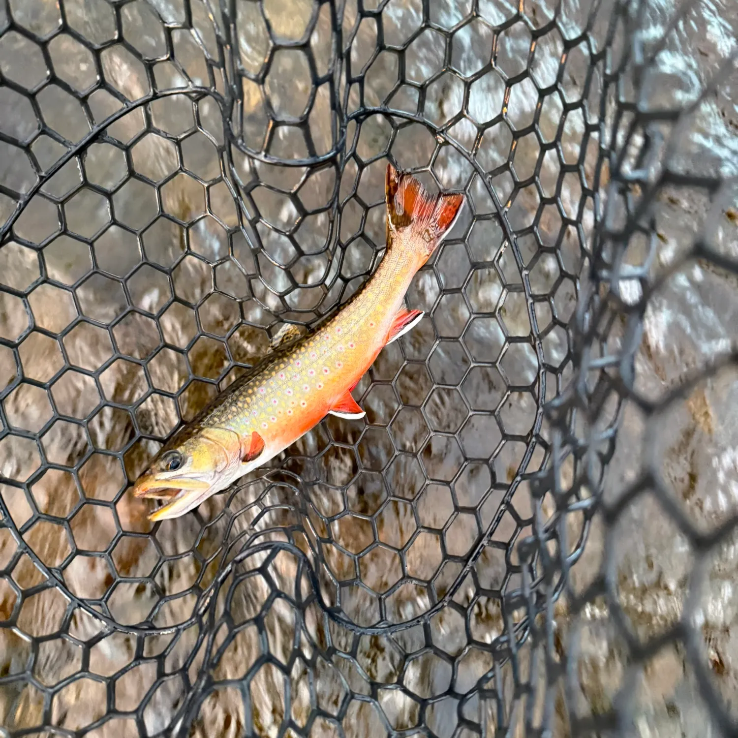 The most recent Brook trout catches on Fishbrain