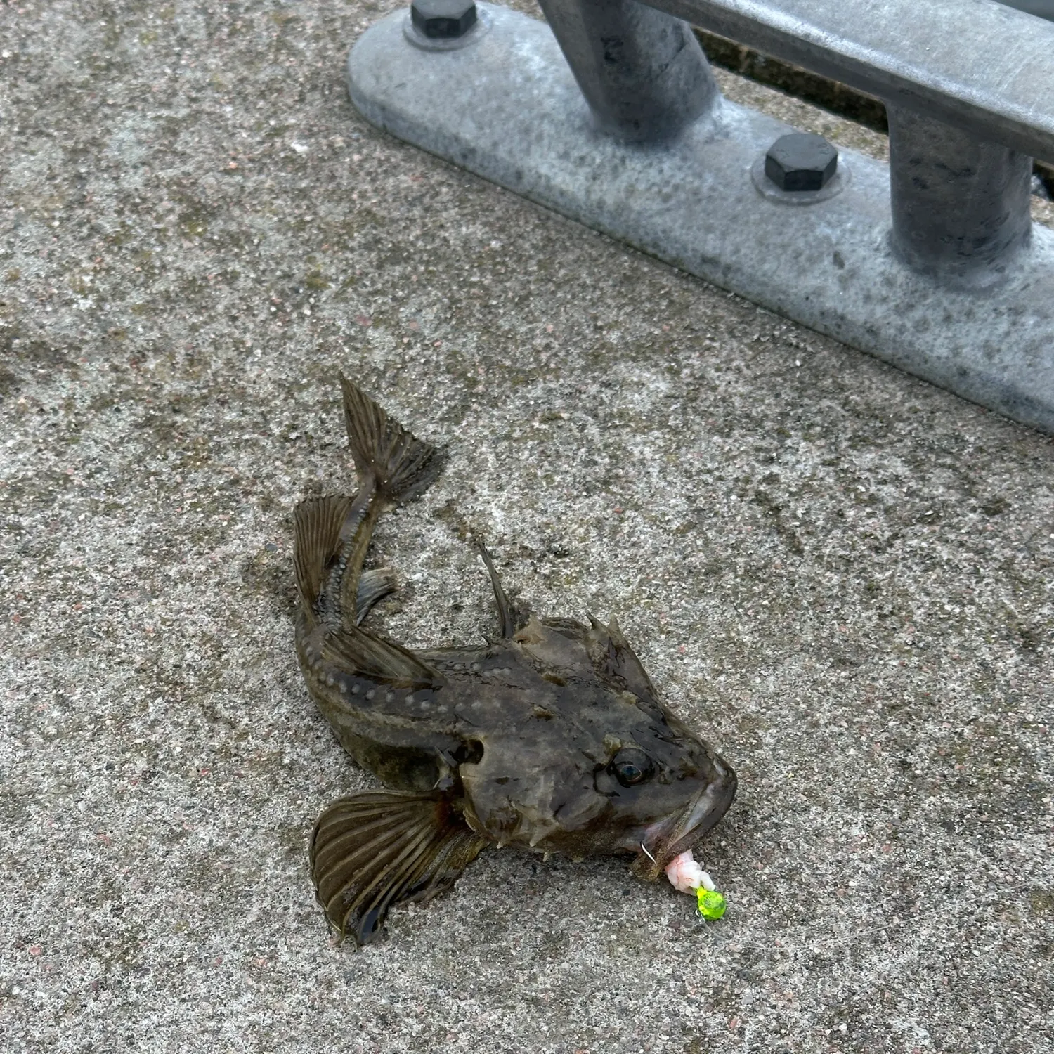 The most recent Fourhorn sculpin catches on Fishbrain