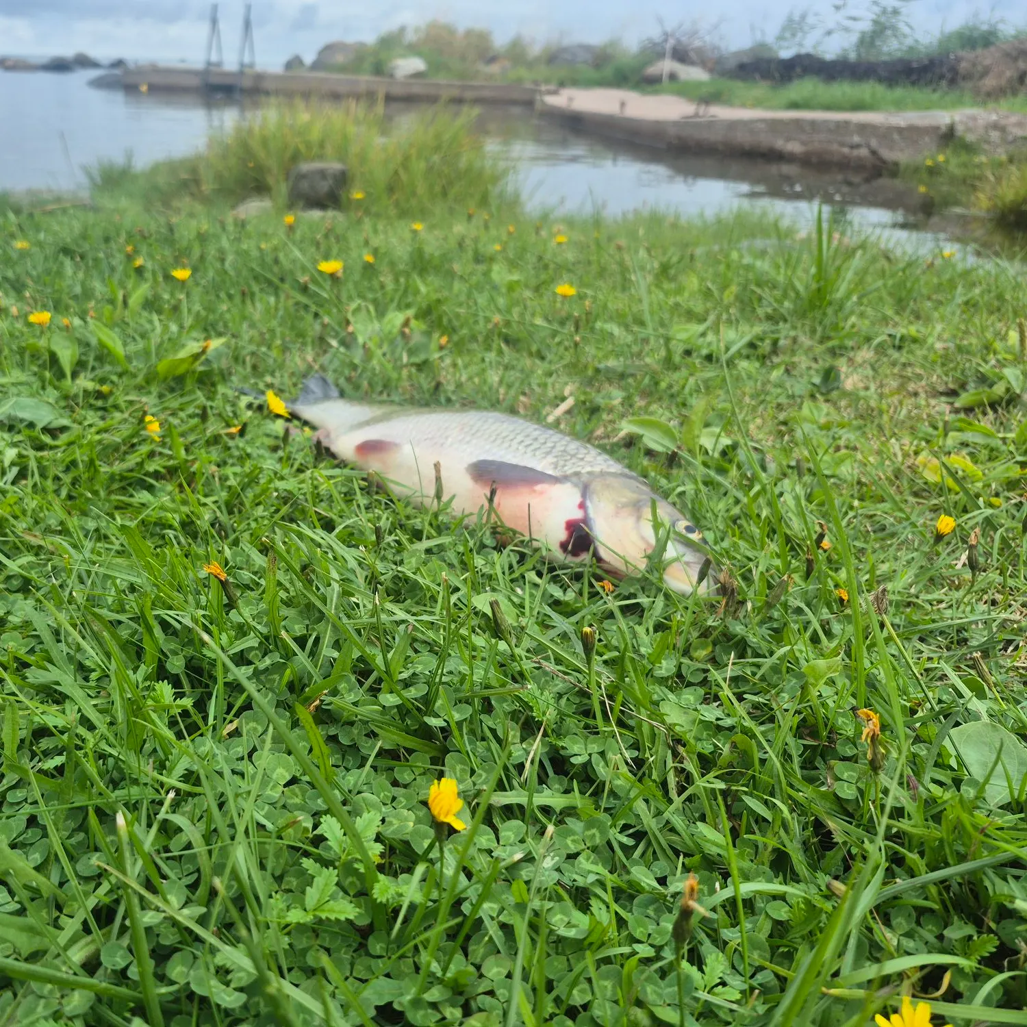 Ide caught on Fishbrain